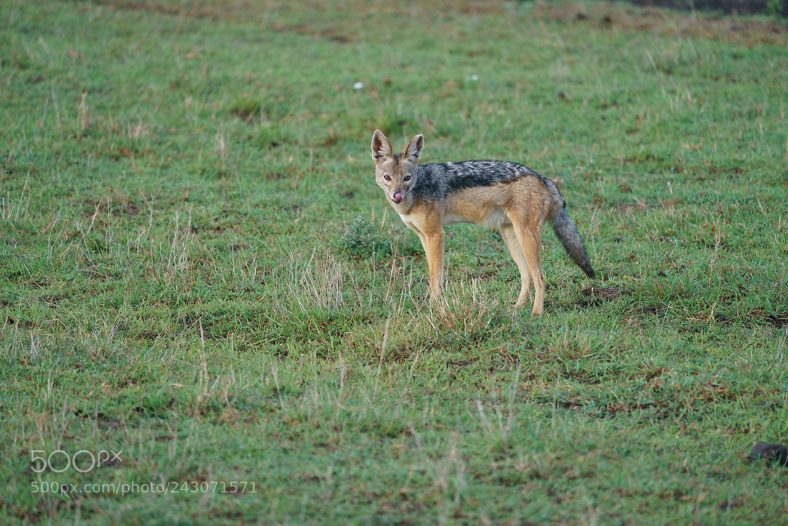 Sony a9 sample photo. The jackal photography