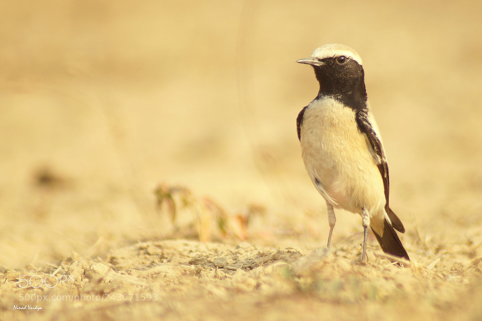 Sony SLT-A58 sample photo. Desert wheatear photography