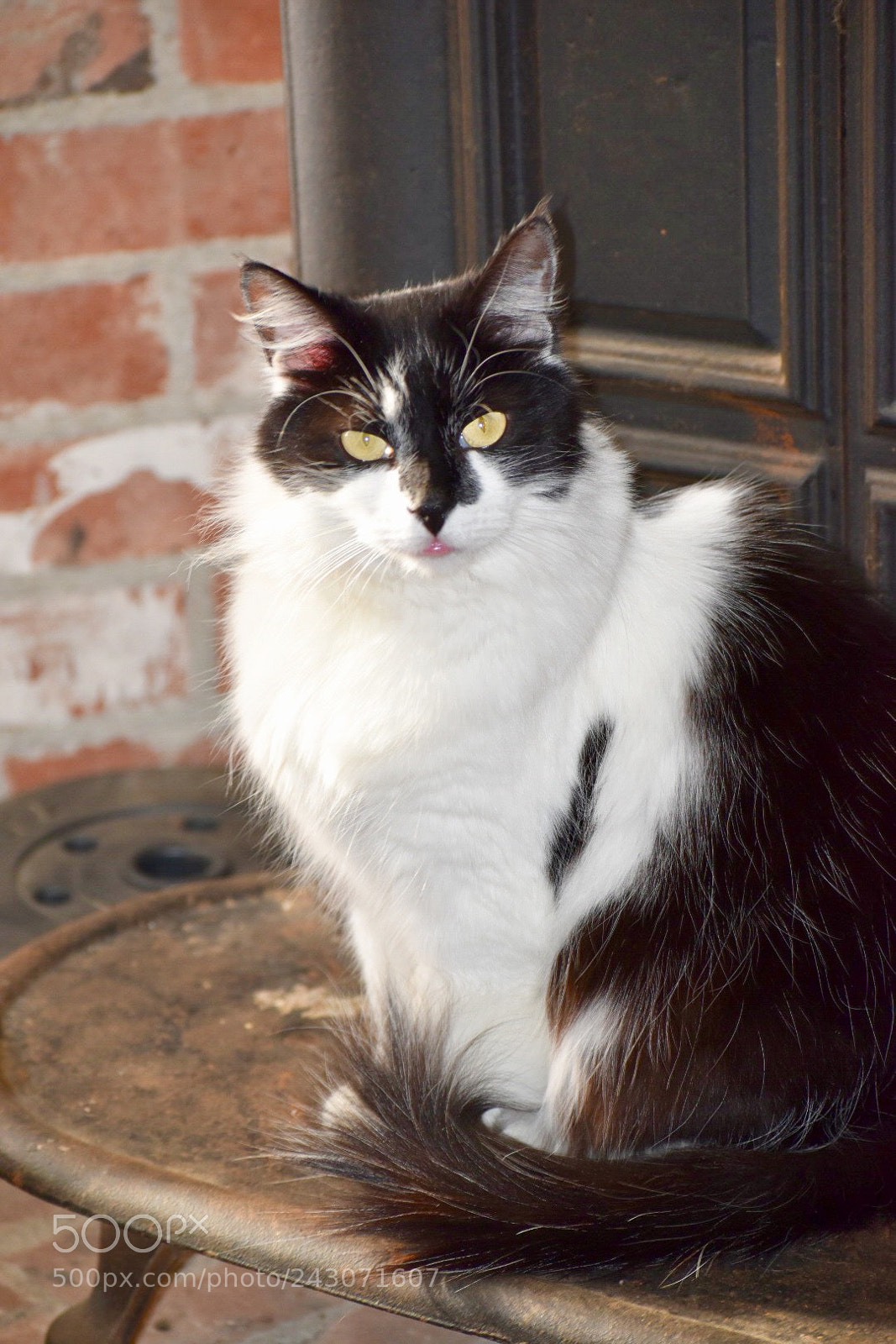 Nikon D5500 sample photo. Pretty kitty photography