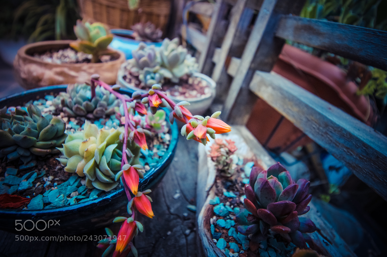Canon EOS 60D sample photo. Potted plant photography