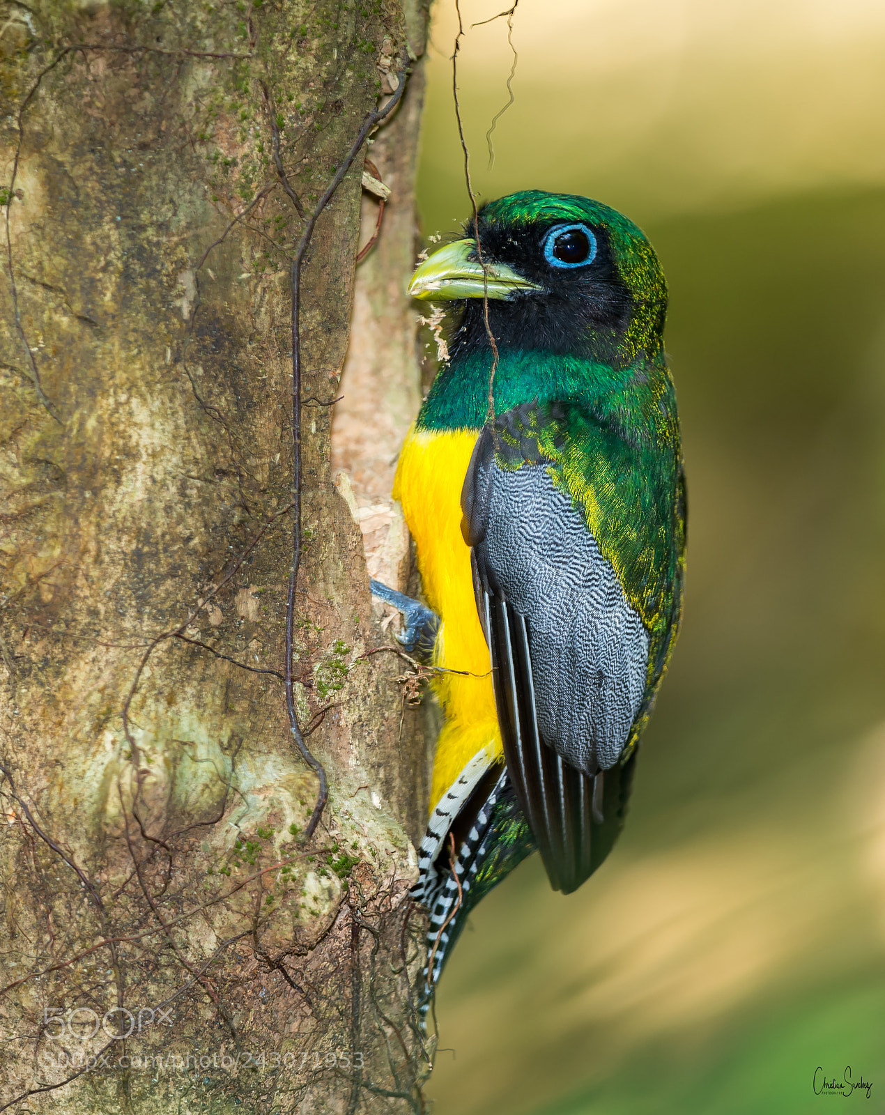 Nikon D4 sample photo. Black-throated trogon photography