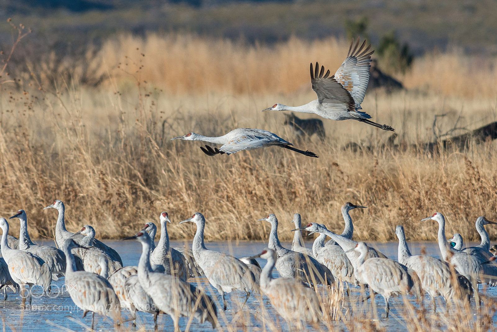 Nikon D800 sample photo. Flying and lurking photography