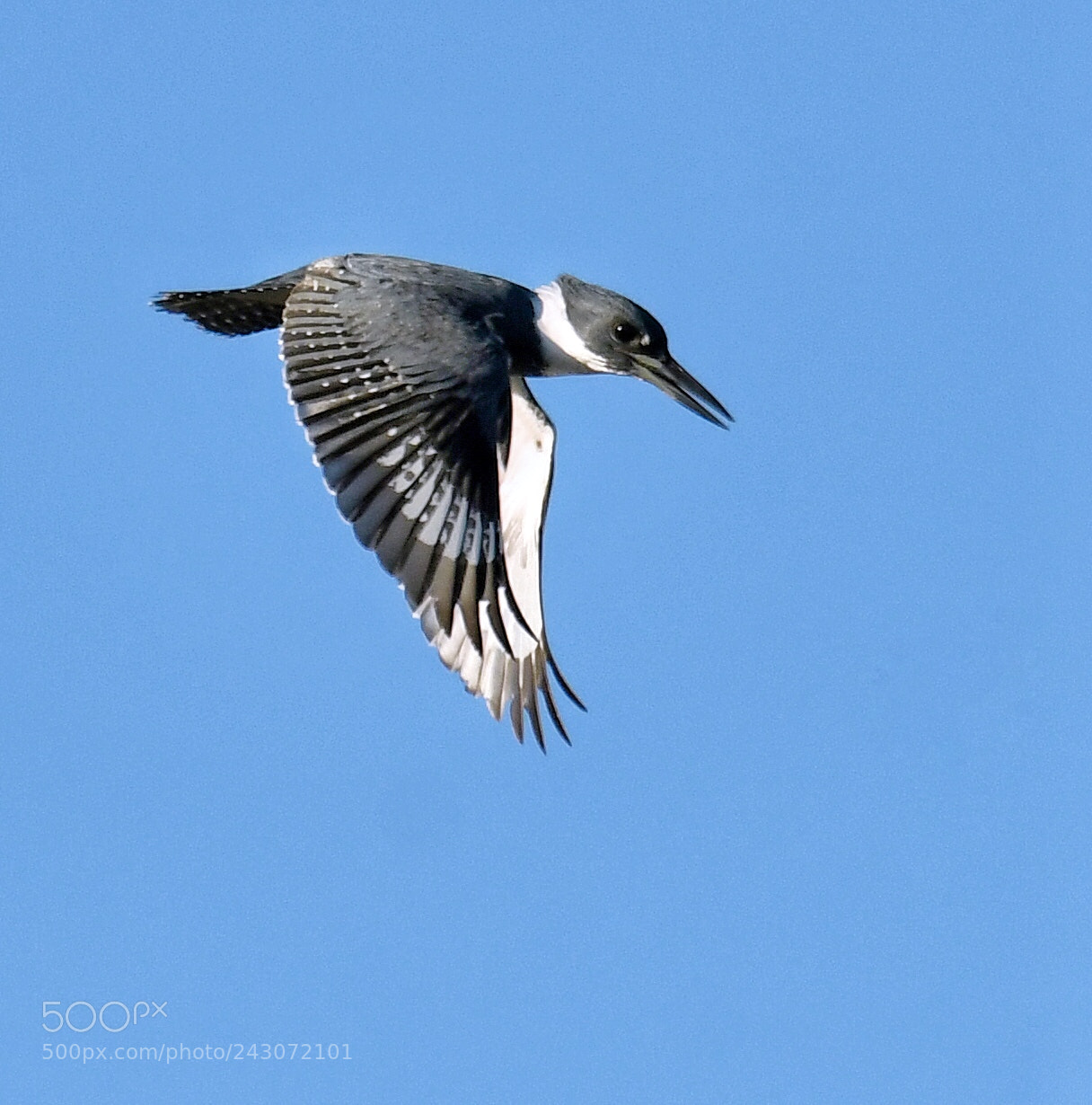 Nikon D500 sample photo. Kingfisher hunt photography