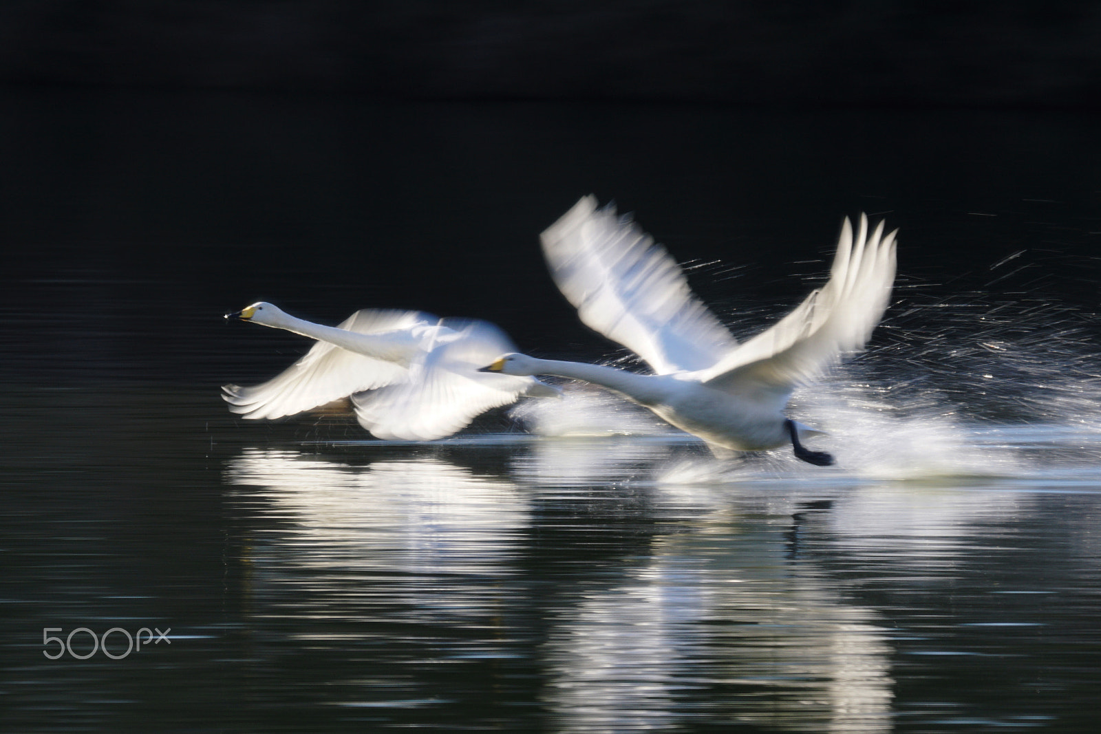 Sony ILCA-77M2 + Sony 70-400mm F4-5.6 G SSM II sample photo. (bright wings) photography