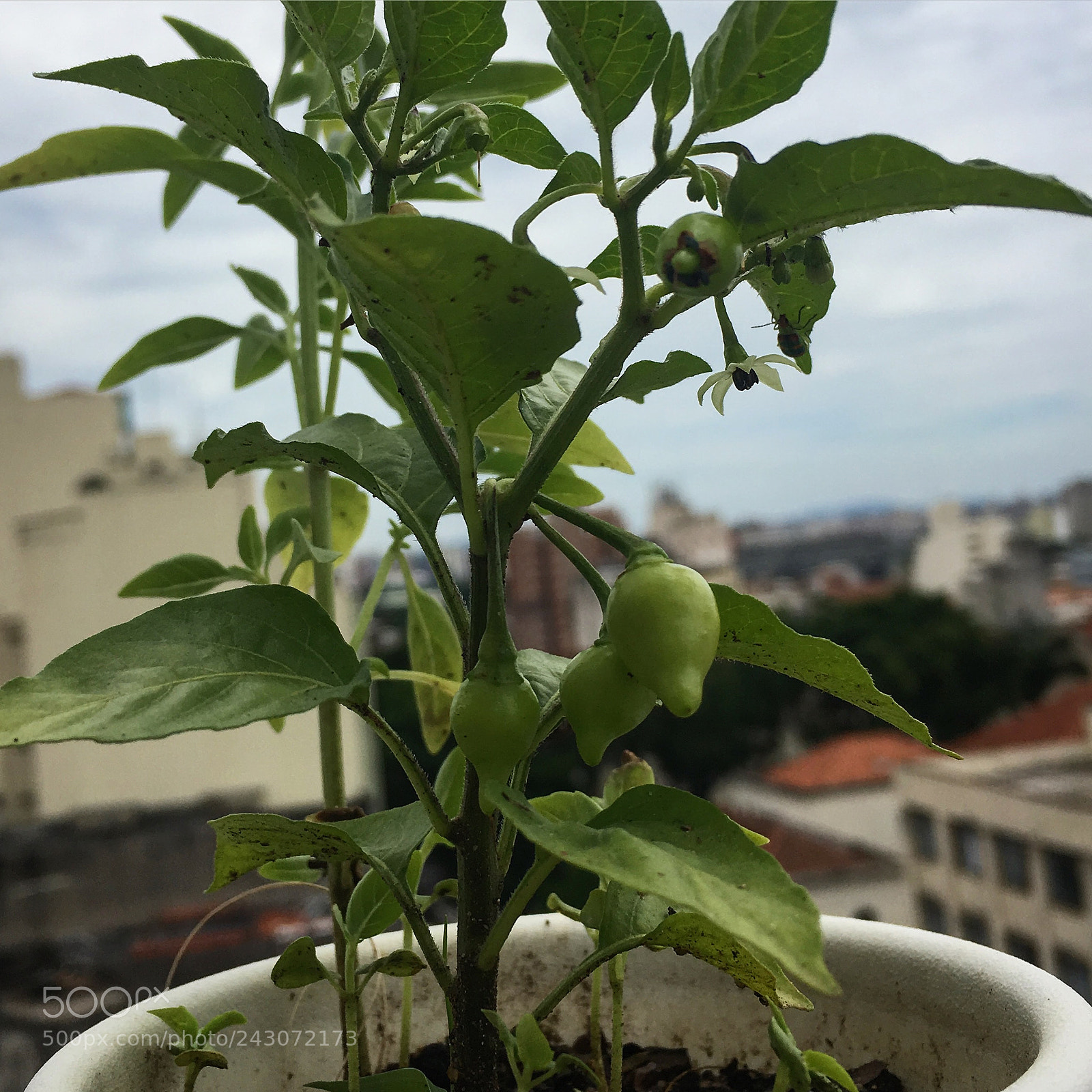 Apple iPhone SE sample photo. Pepper photography