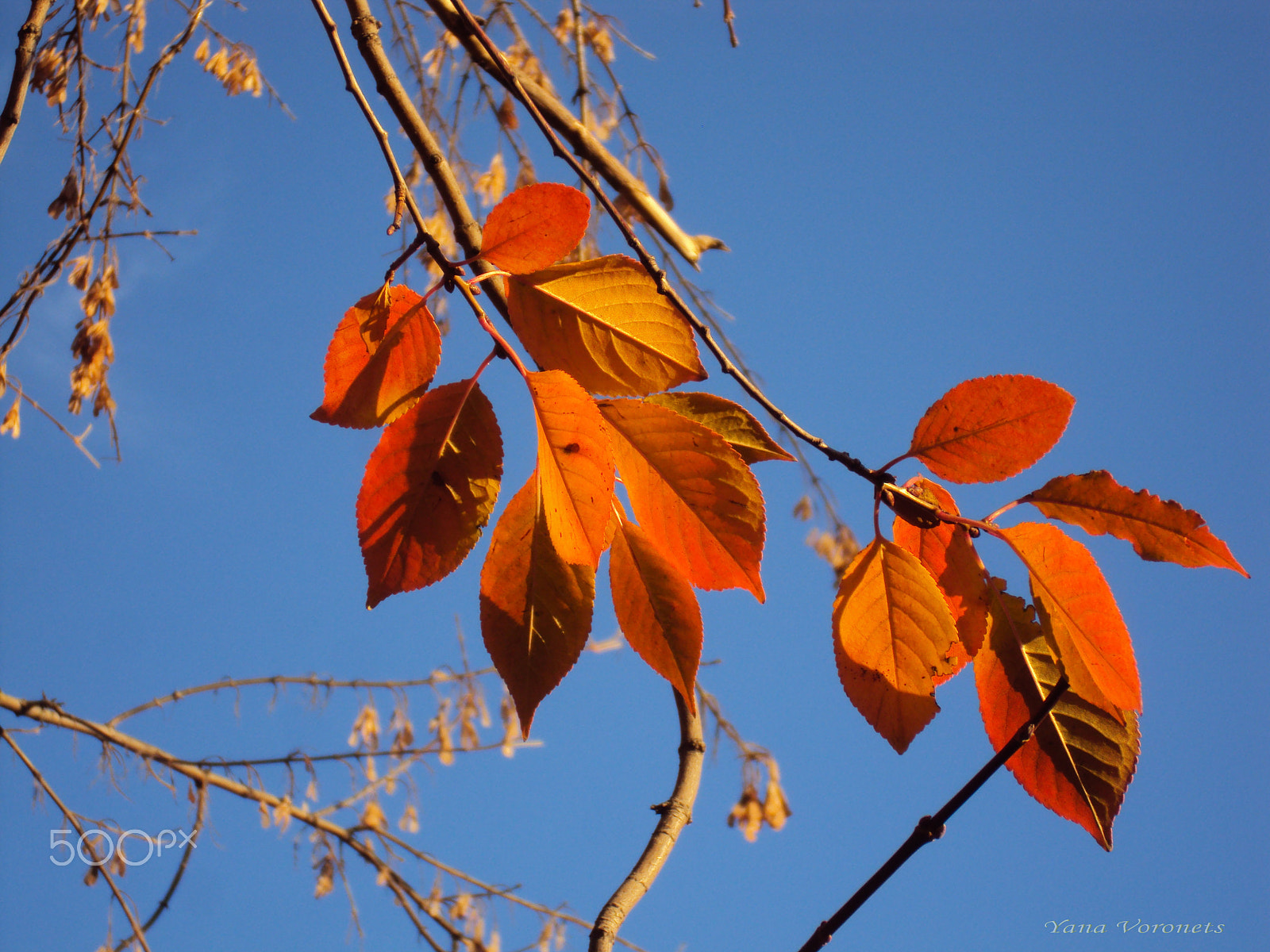 Sony DSC-W190 sample photo. Autumn cherry photography
