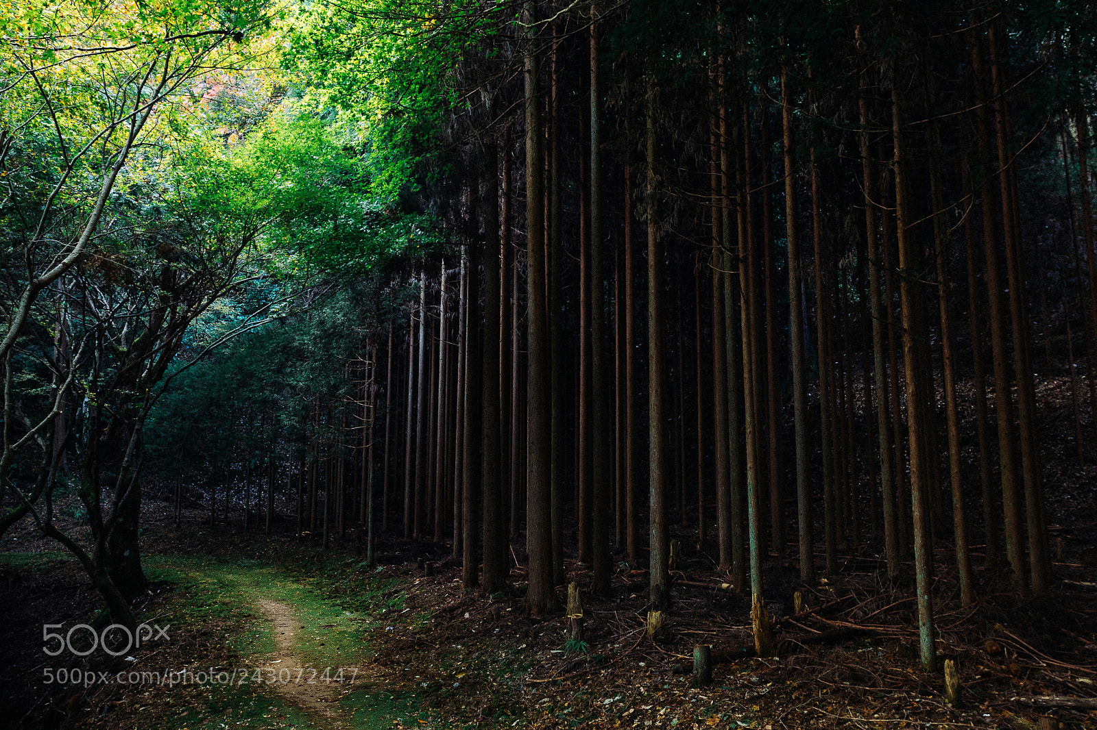 Canon EOS 7D Mark II sample photo. Hidden path photography
