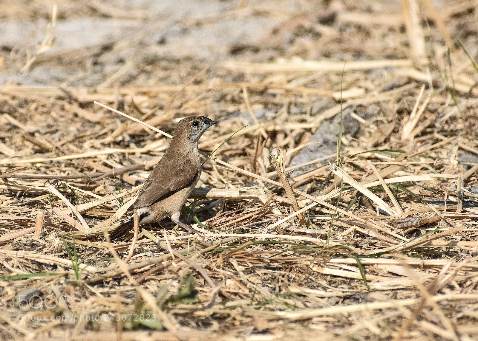 Nikon D3400 sample photo. Small niltava photography