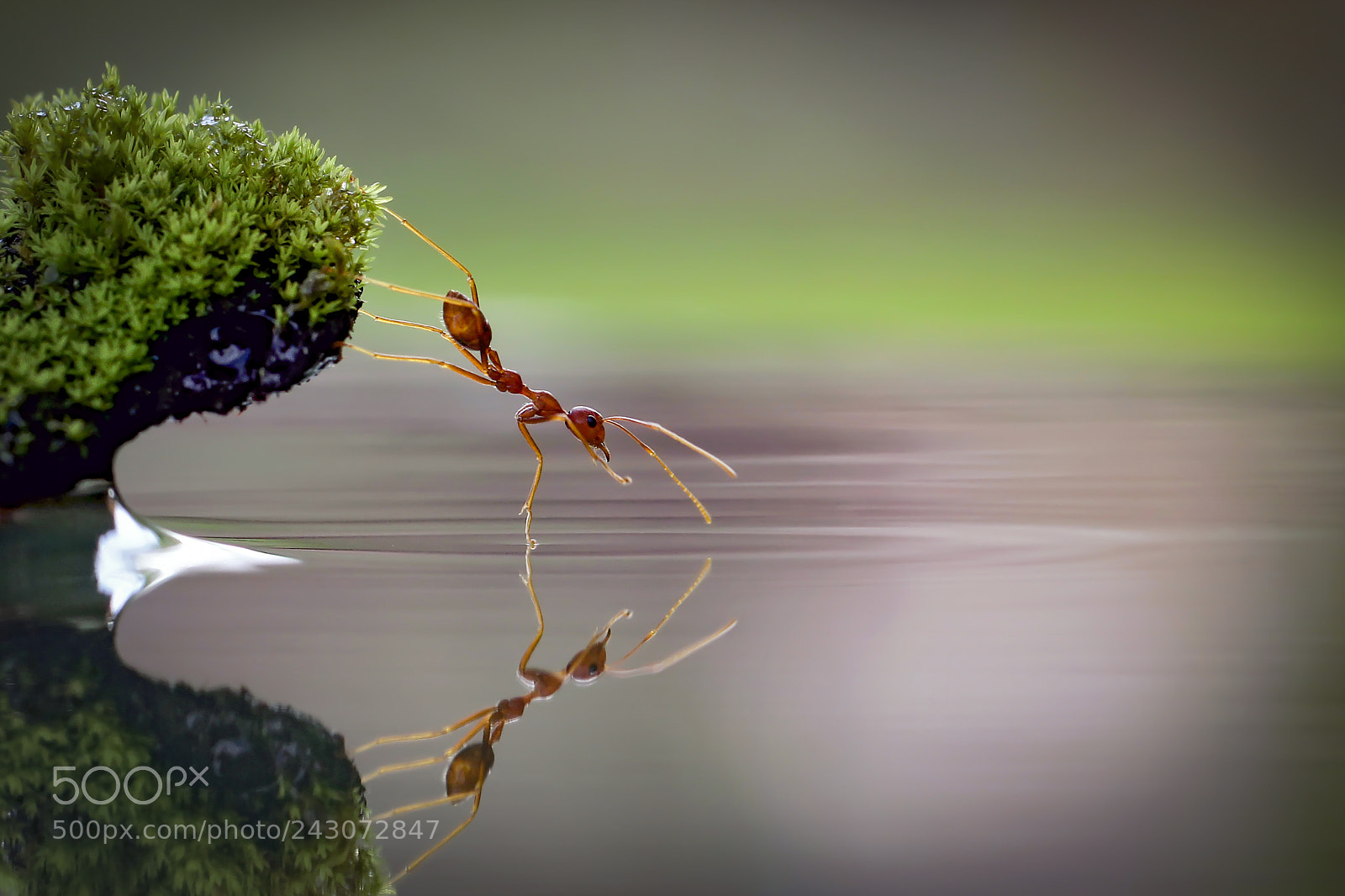 Canon EOS 60D sample photo. Ant & mirror photography