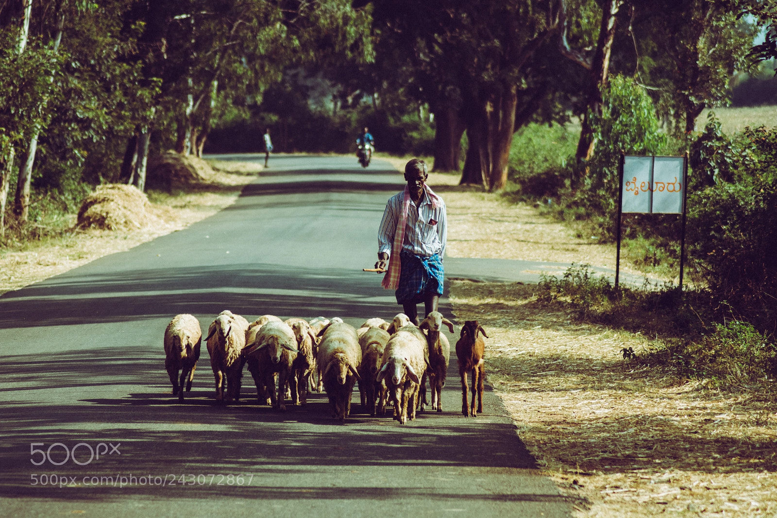 Nikon D3400 sample photo. Herdsman photography