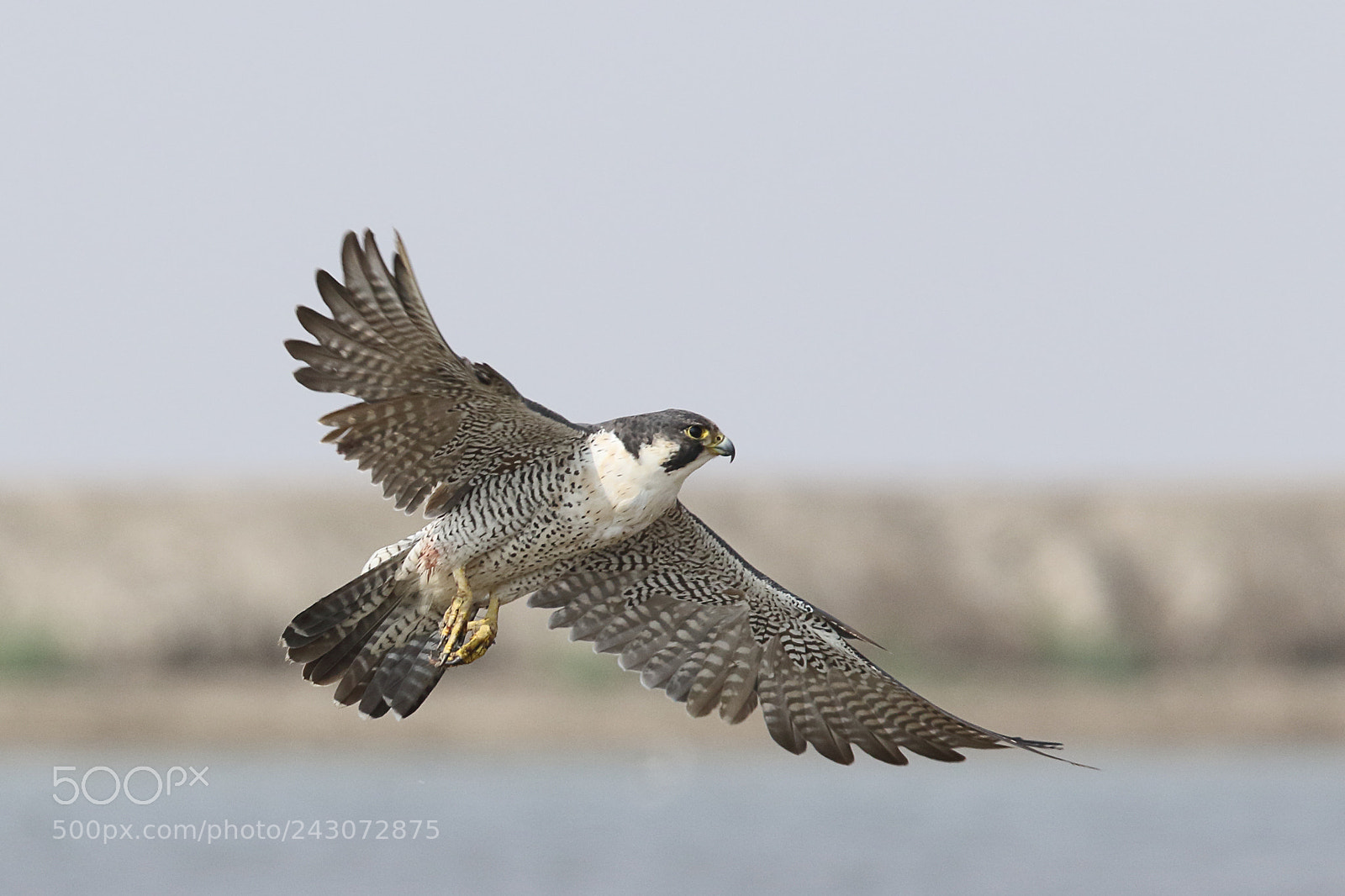 Canon EOS 7D Mark II sample photo. Peregrine falcon photography