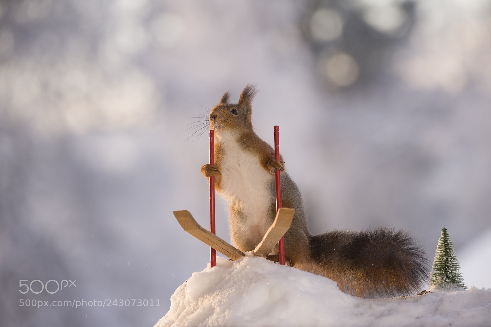 Nikon D810 sample photo. Red squirrel holding ski photography