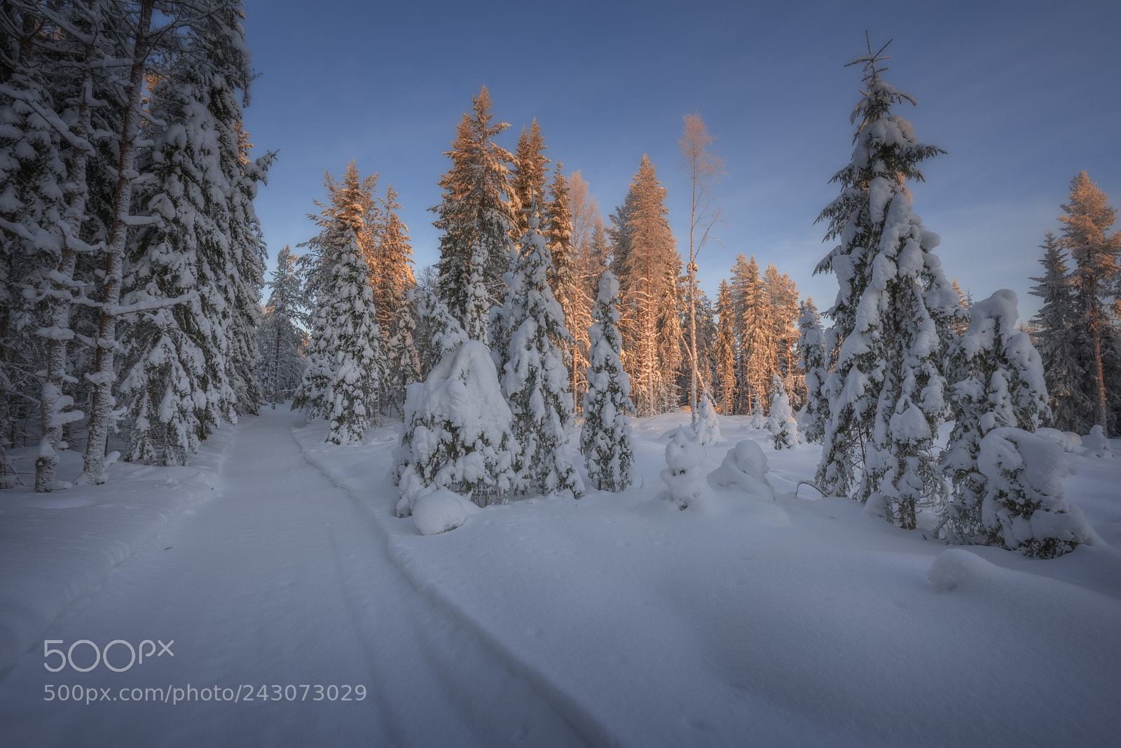 Nikon D810 sample photo. Forest in winter mountain photography