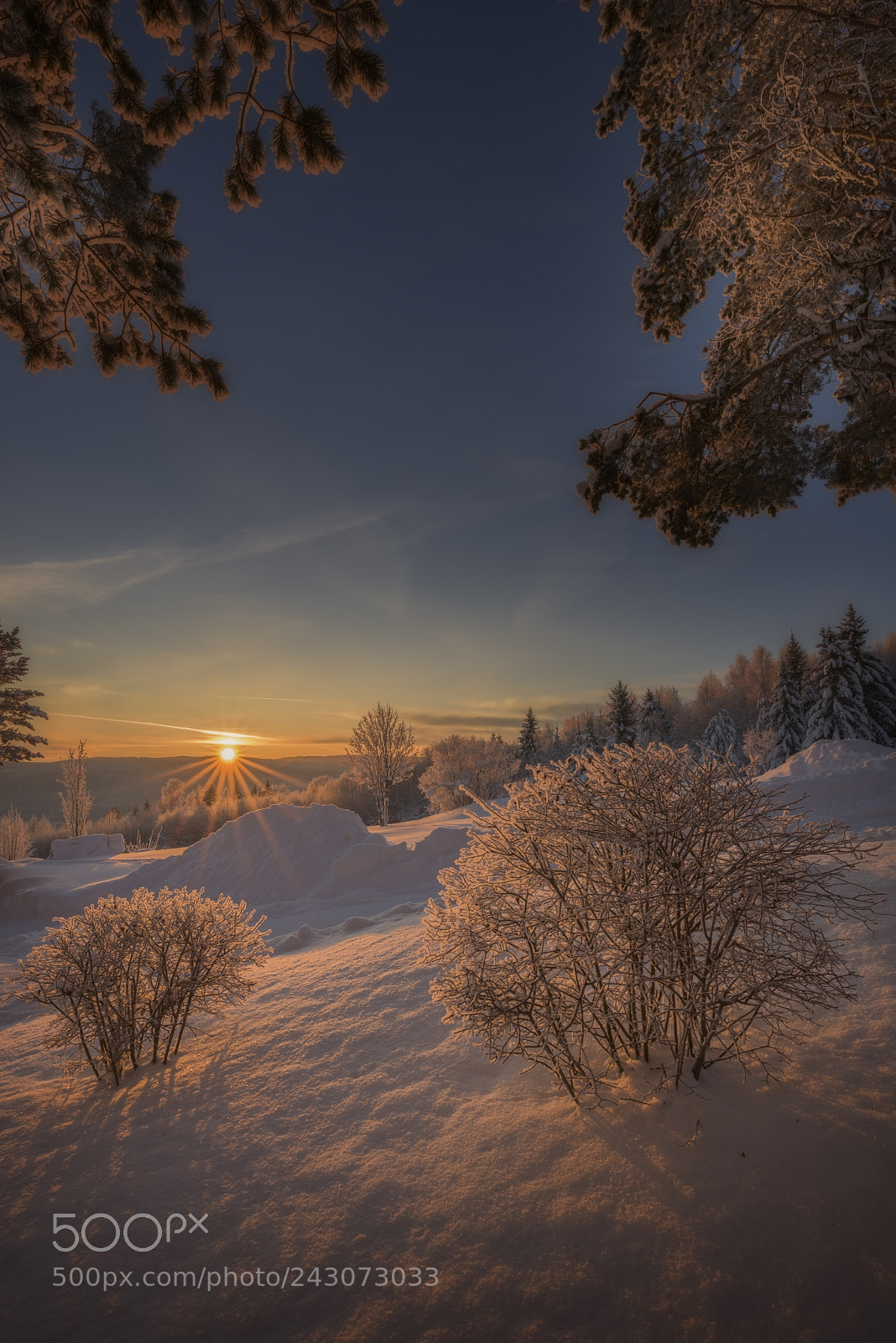 Nikon D810 sample photo. Bushes in orange winter photography