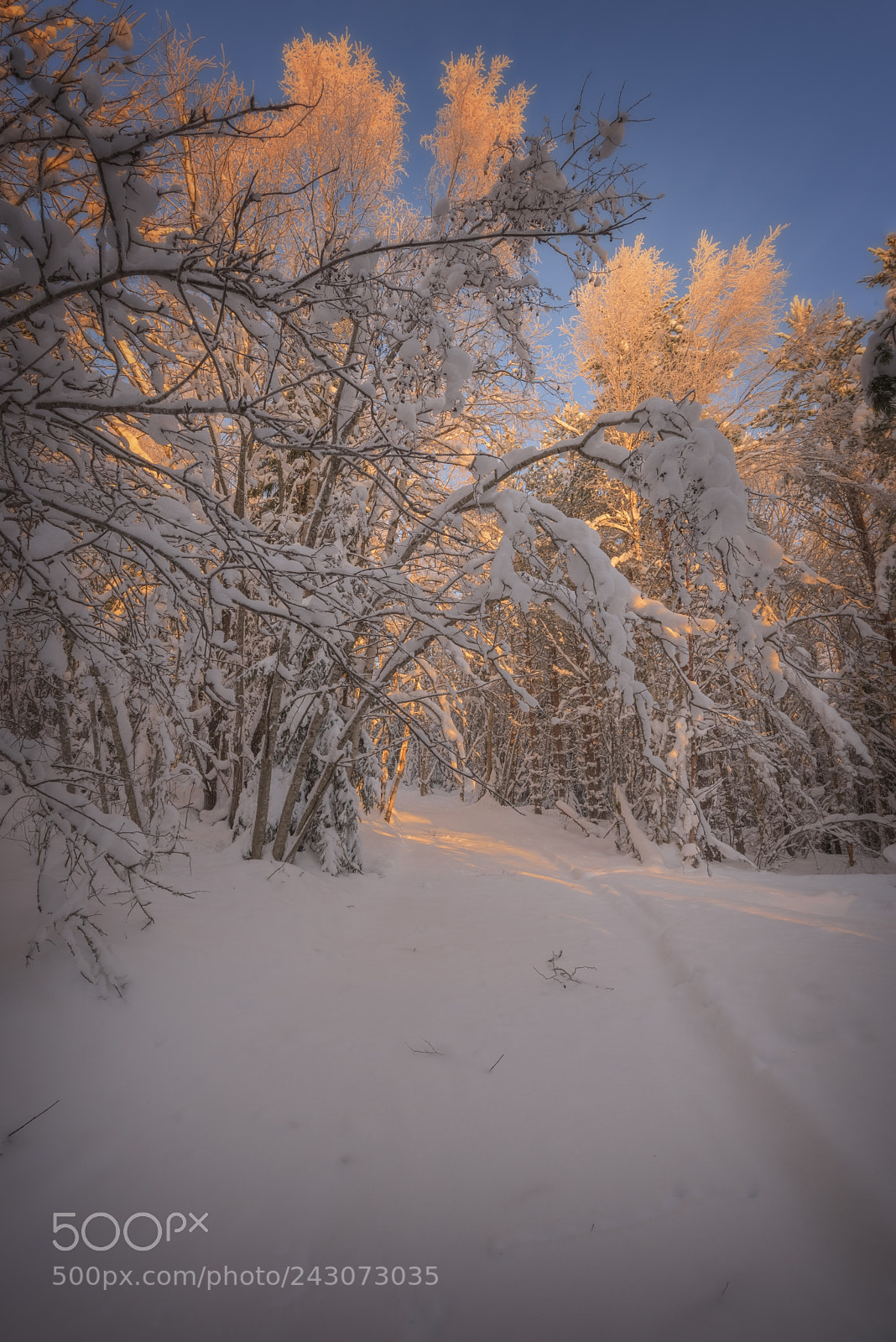 Nikon D810 sample photo. Forest in winter mountain photography