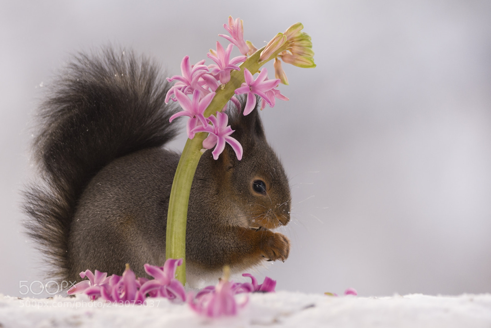 Nikon D810 sample photo. Red squirrel behind hyacinth photography