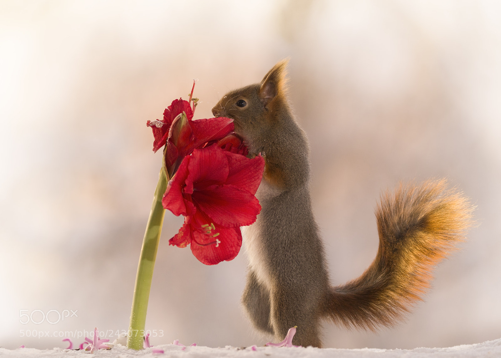 Nikon D810 sample photo. Red squirrel holding amaryllis photography