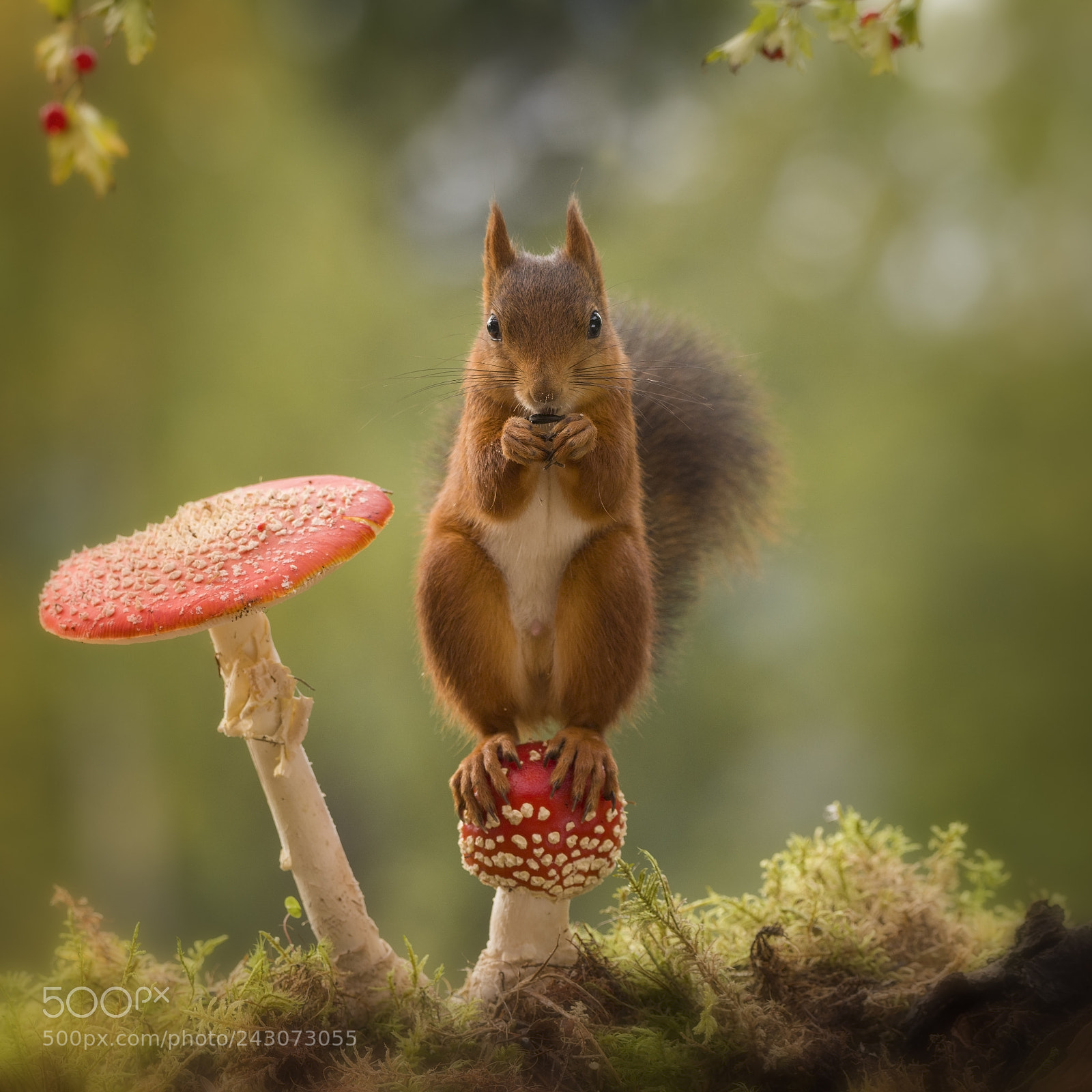 Nikon D810 sample photo. Red squirrel standing on photography