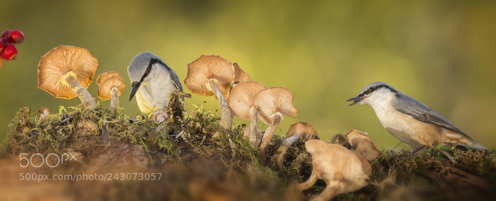 Nikon D7100 sample photo. Two nuthatch standing with photography