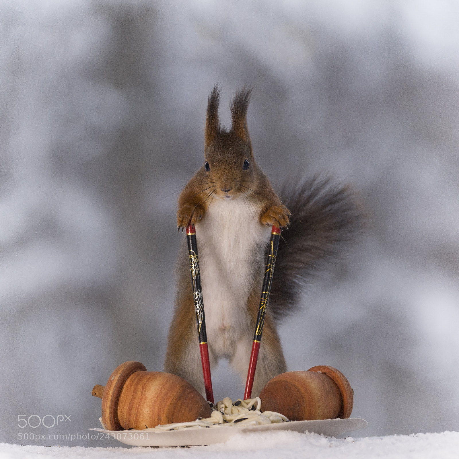 Nikon D810 sample photo. Red squirrel with chopsticks photography