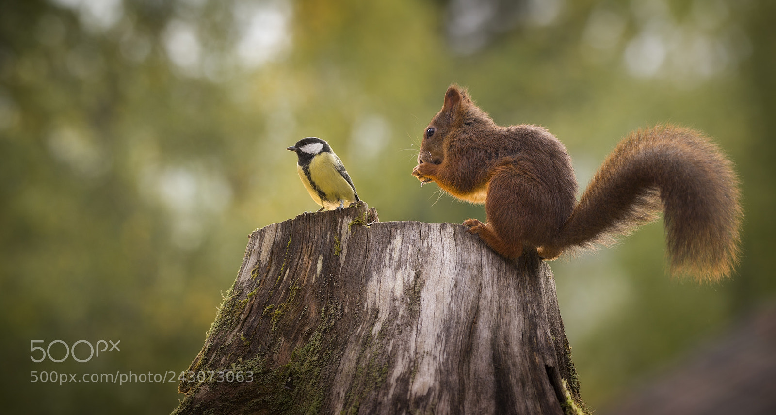 Nikon D810 sample photo. Red squirrel with great photography