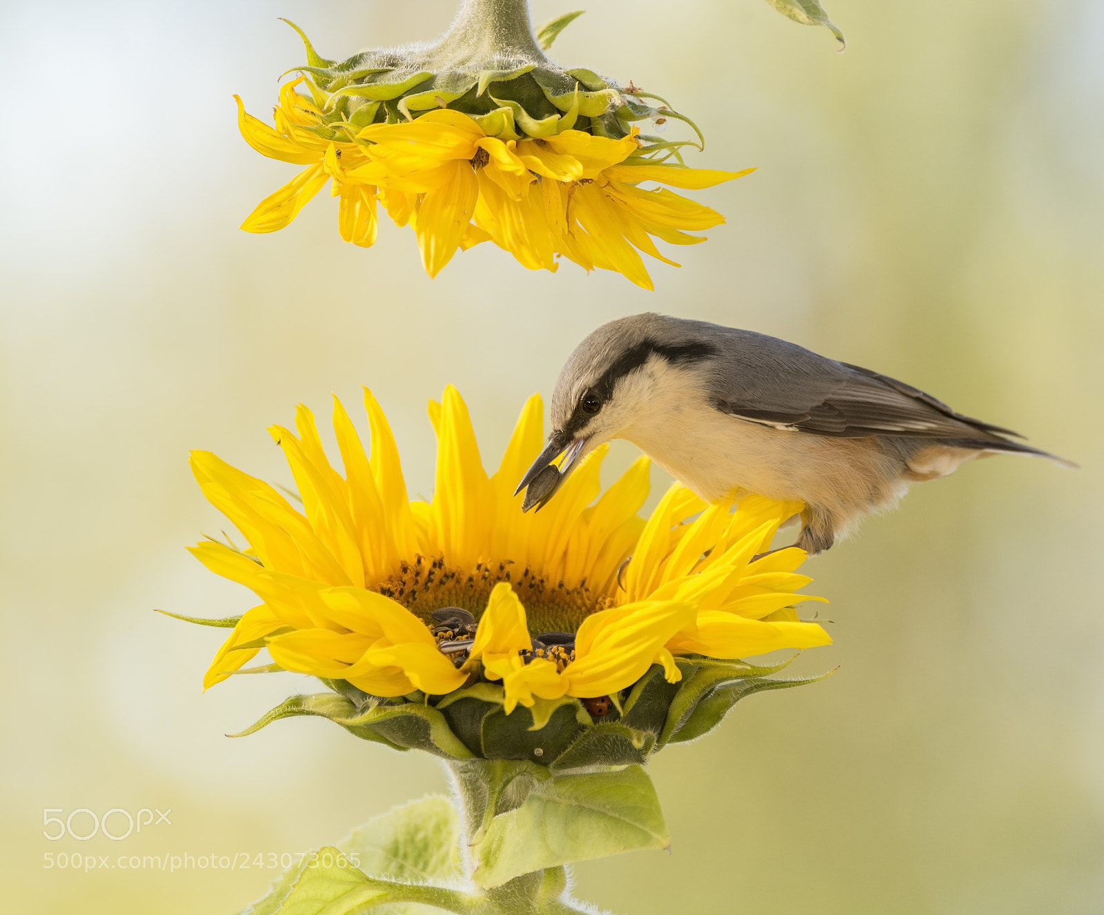 Nikon D7100 sample photo. Nuthatch standing between sunflowers photography