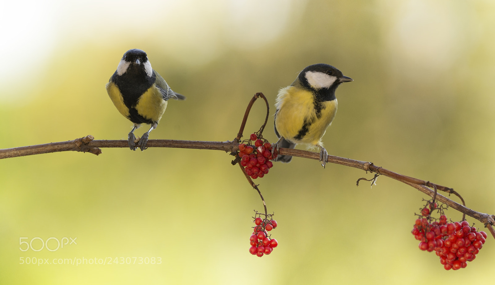 Nikon D7100 sample photo. Two great tit standing photography