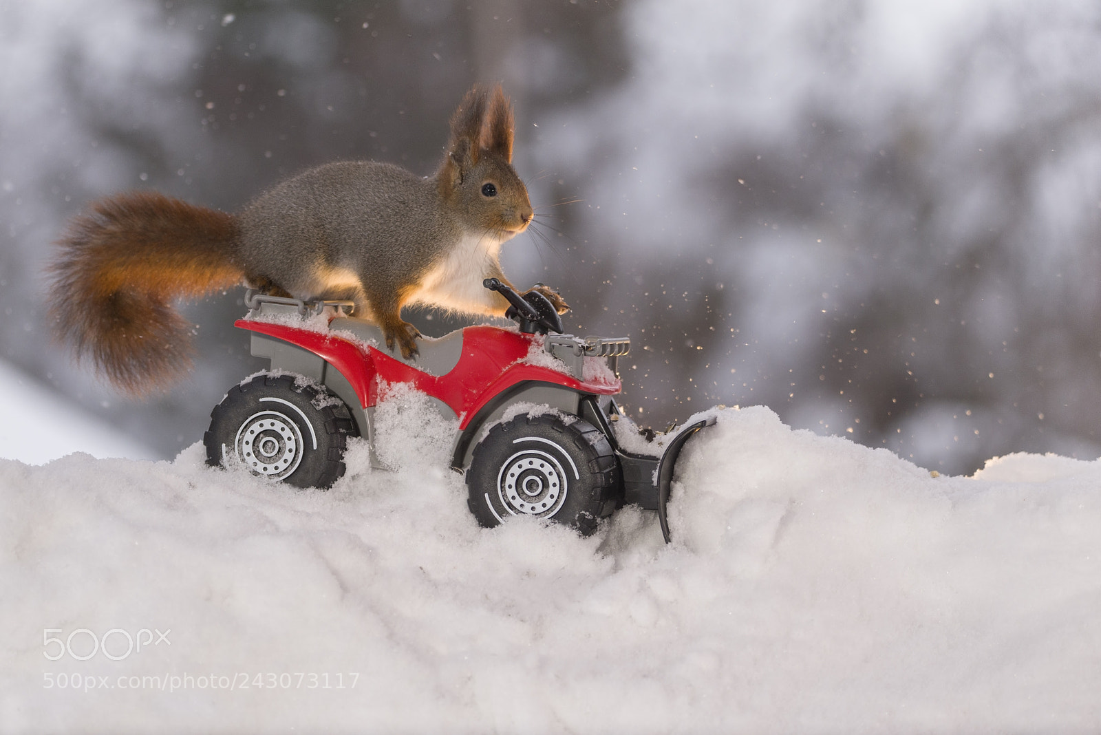 Nikon D810 sample photo. Red squirrel with quadbike photography