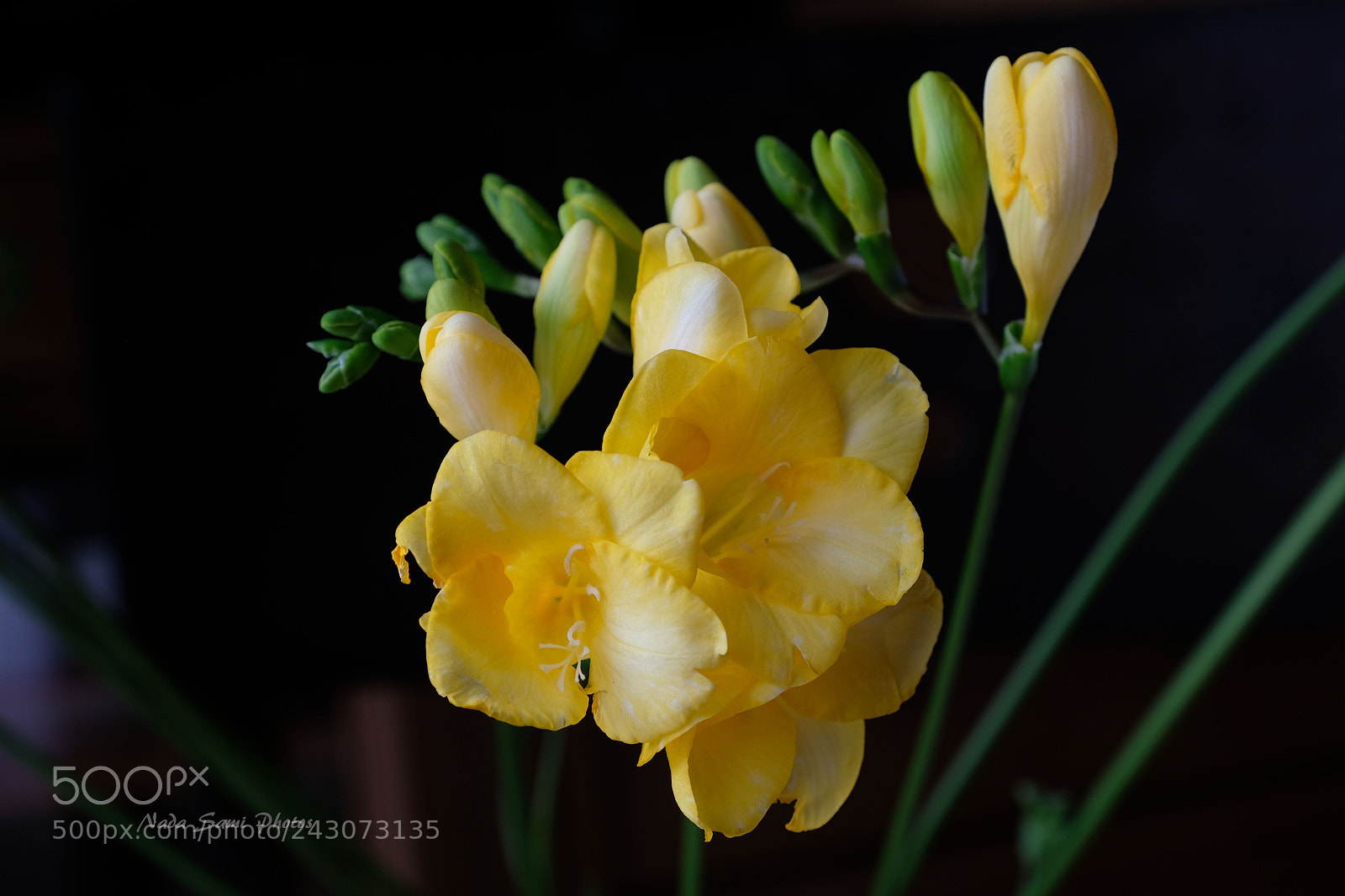 Fujifilm X-T2 sample photo. Yellow freesia photography