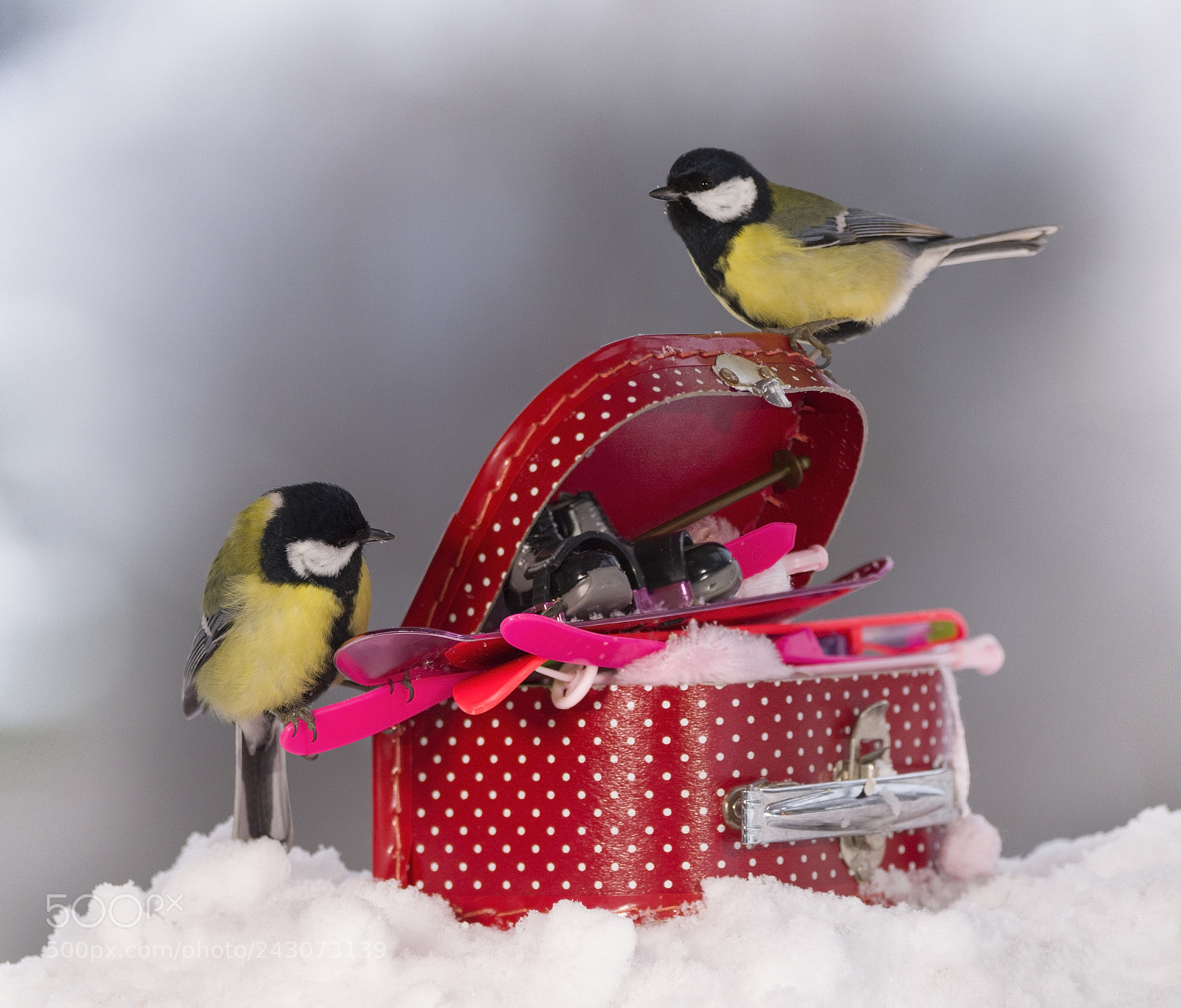 Nikon D810 sample photo. Two great tit with photography