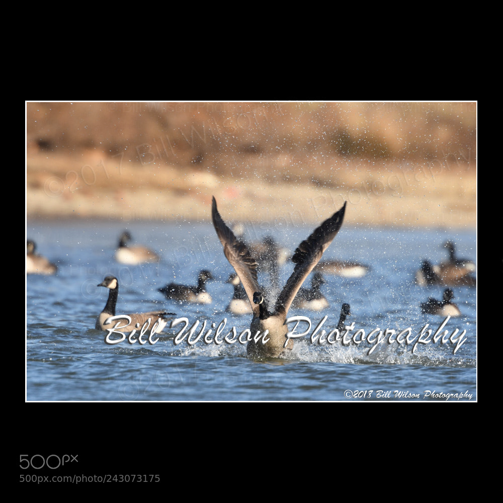 Nikon D500 sample photo. Canada goose take off photography