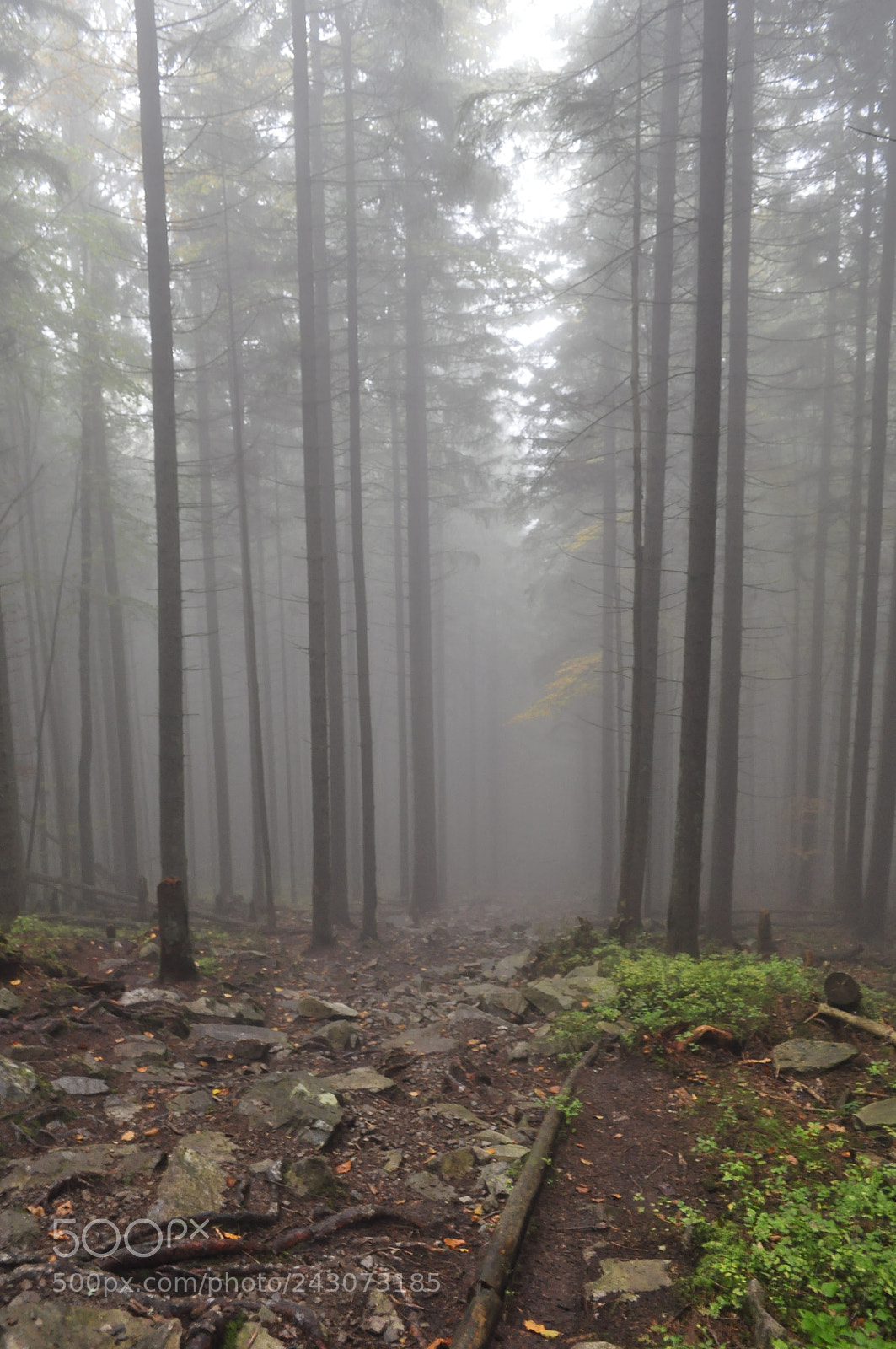 Nikon D5000 sample photo. Misty forest photography