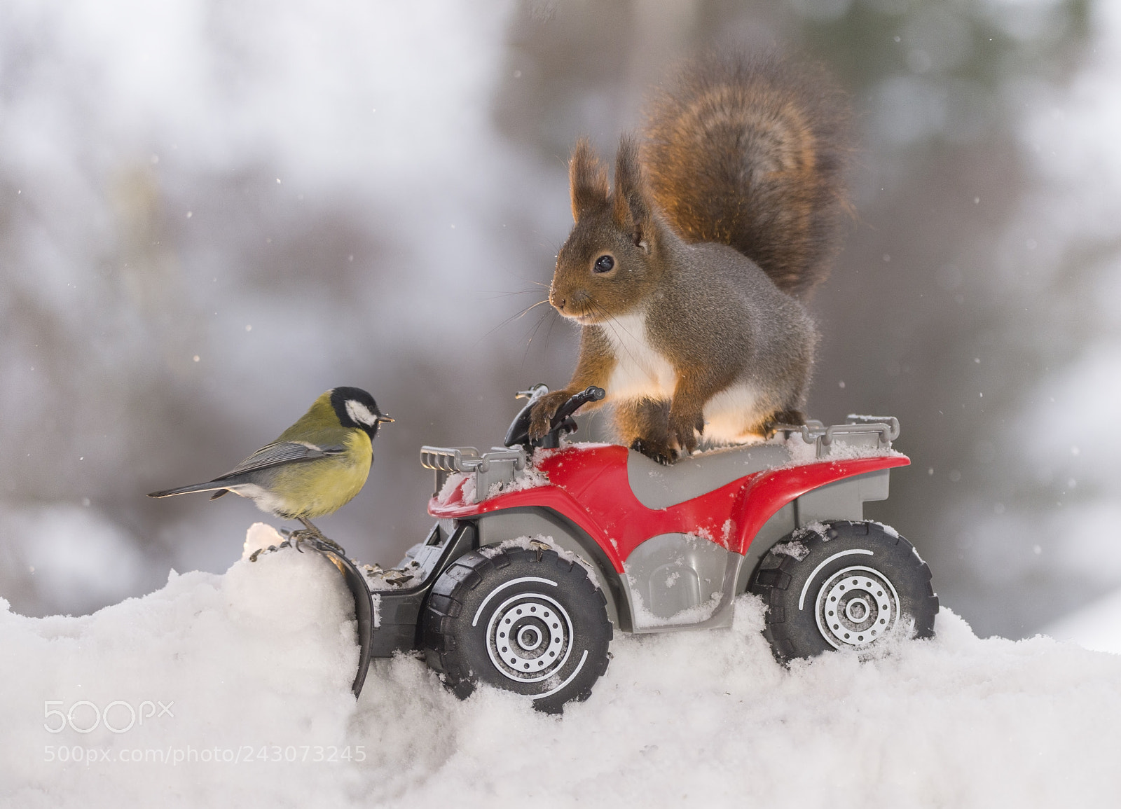 Nikon D810 sample photo. Red squirrel and great photography
