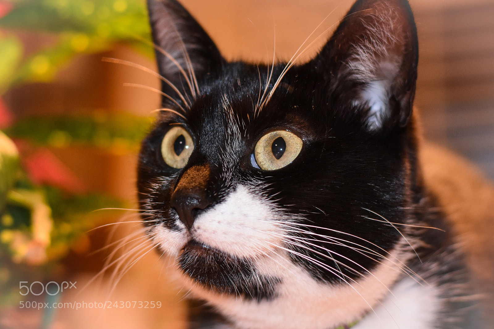 Nikon D7200 sample photo. Kitty photography