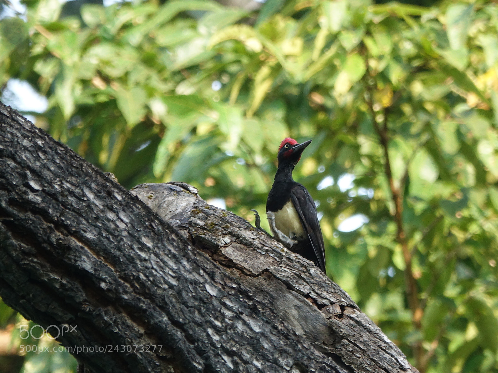 Sony Cyber-shot DSC-RX10 III sample photo. White-bellied woodpecker photography