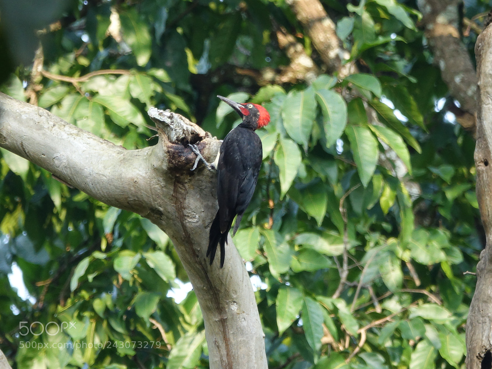 Sony Cyber-shot DSC-RX10 III sample photo. White-bellied woodpecker photography