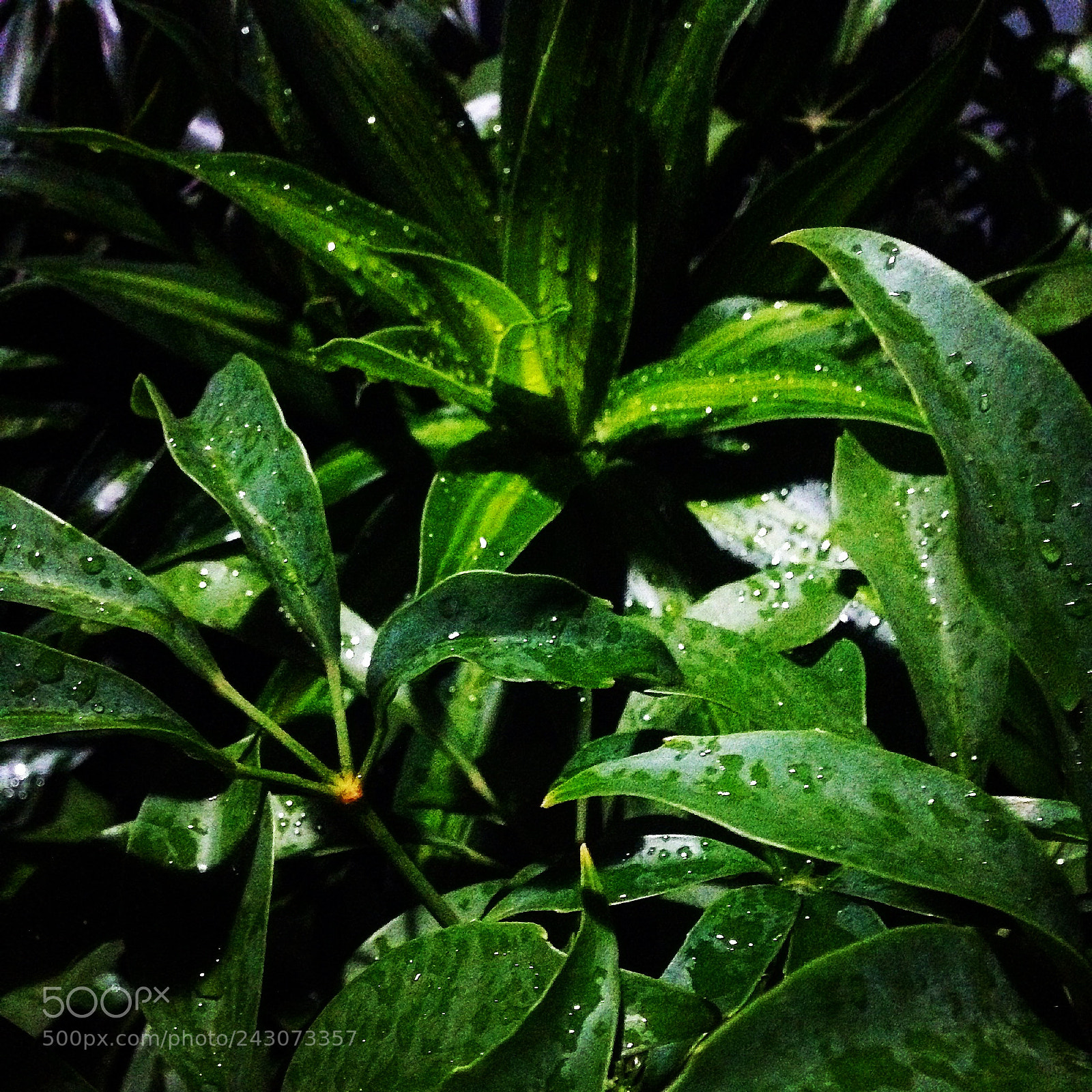 Apple iPhone 5 sample photo. Rainy day. photography
