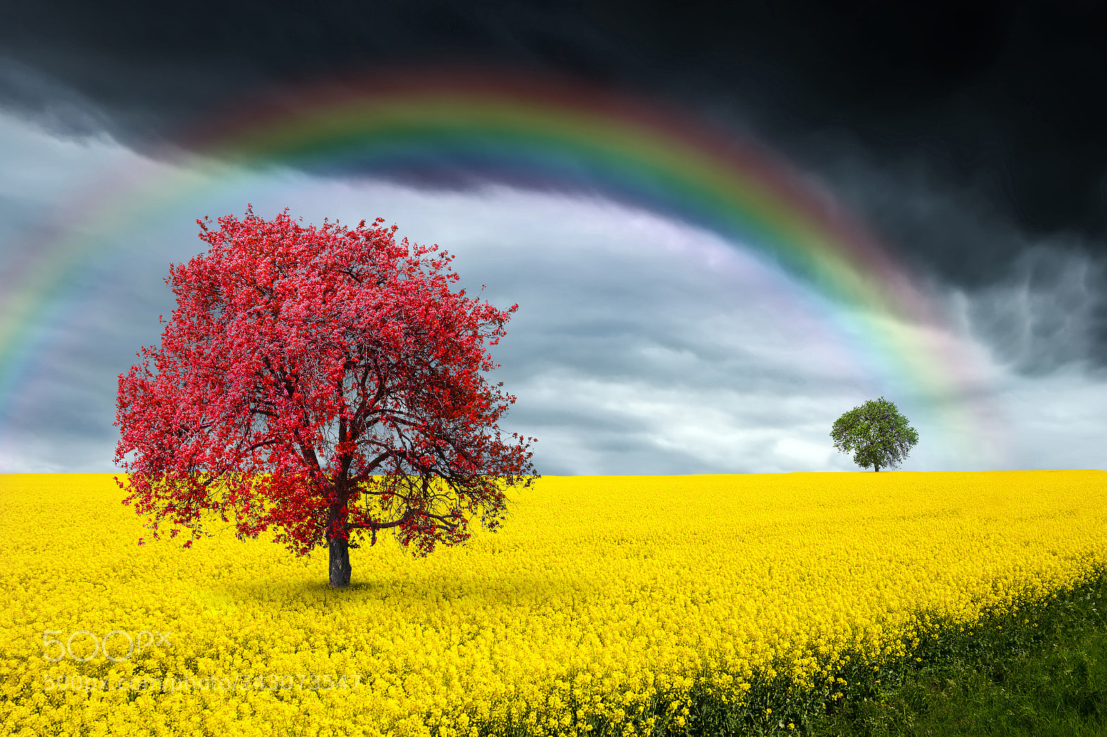Nikon D5100 sample photo. Rainbow over a field photography