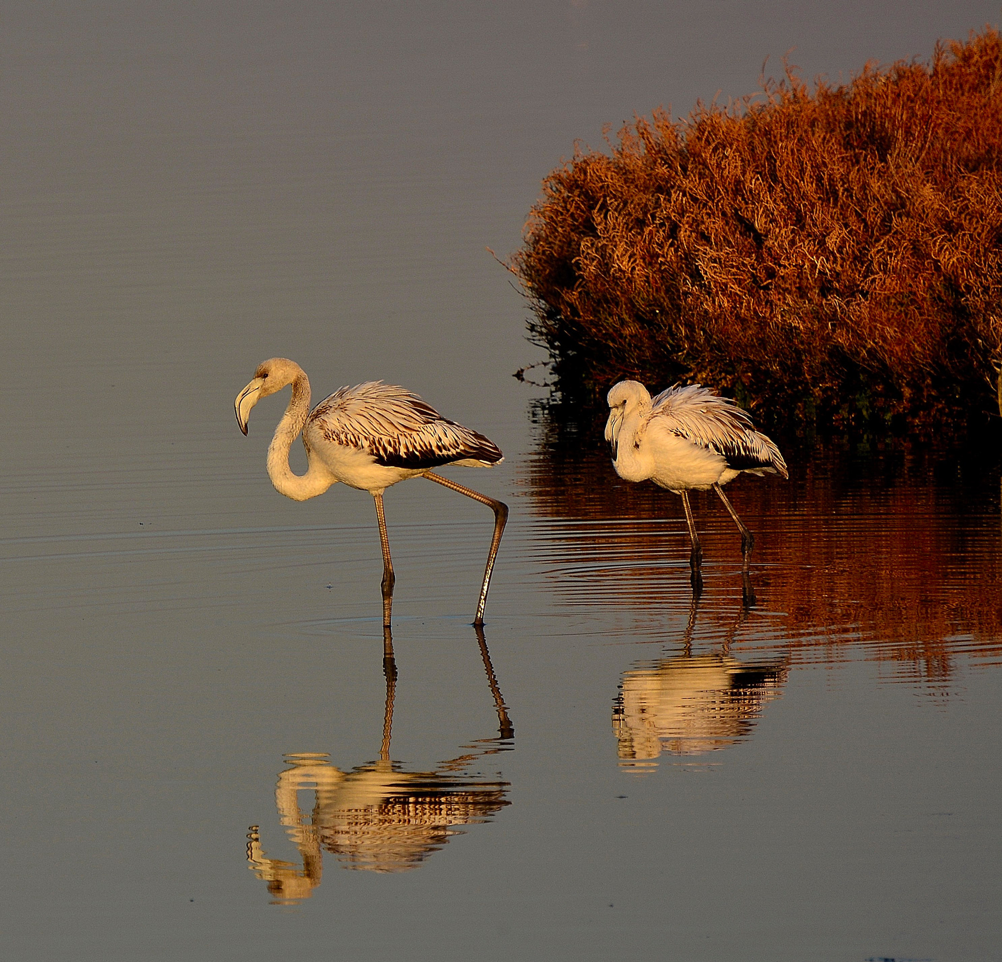Nikon D7100 sample photo. Flamingo photography