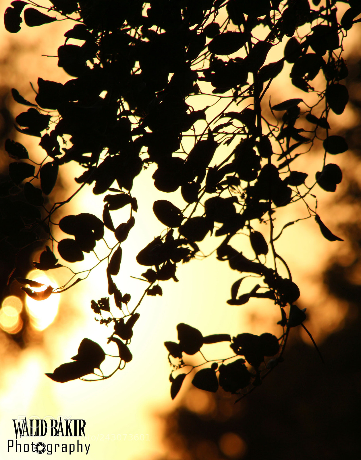 Canon EOS 650D (EOS Rebel T4i / EOS Kiss X6i) sample photo. Silhouette photography