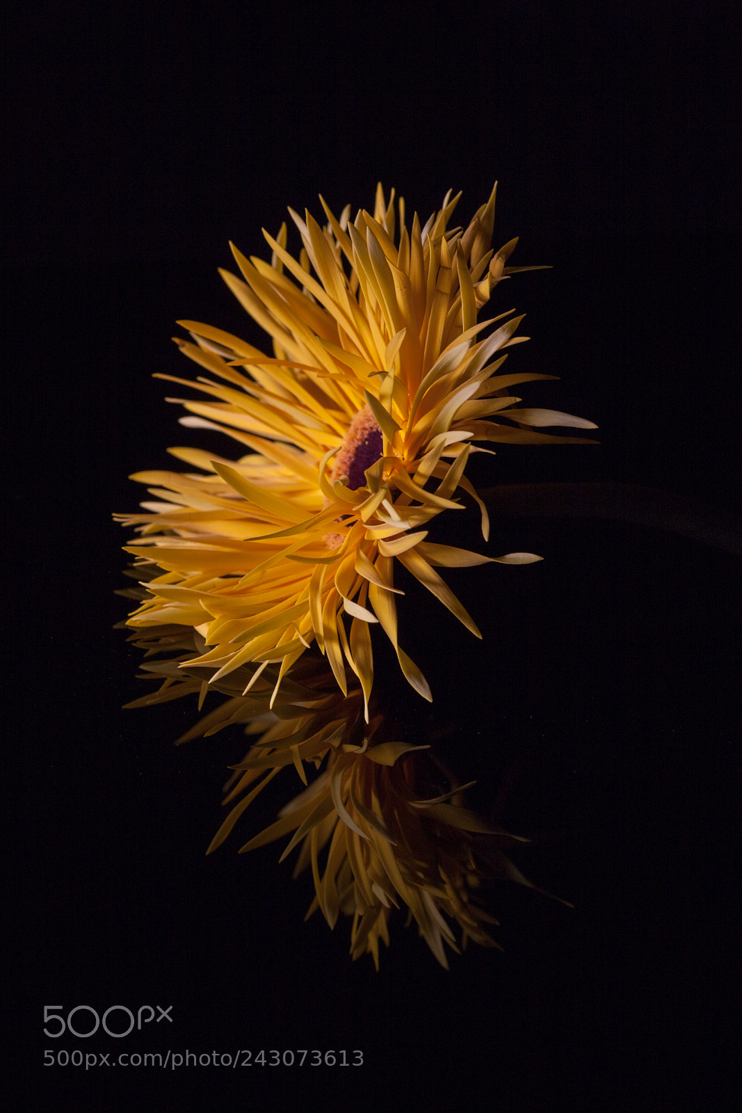 Canon EOS-1Ds Mark III sample photo. Blossom iii photography