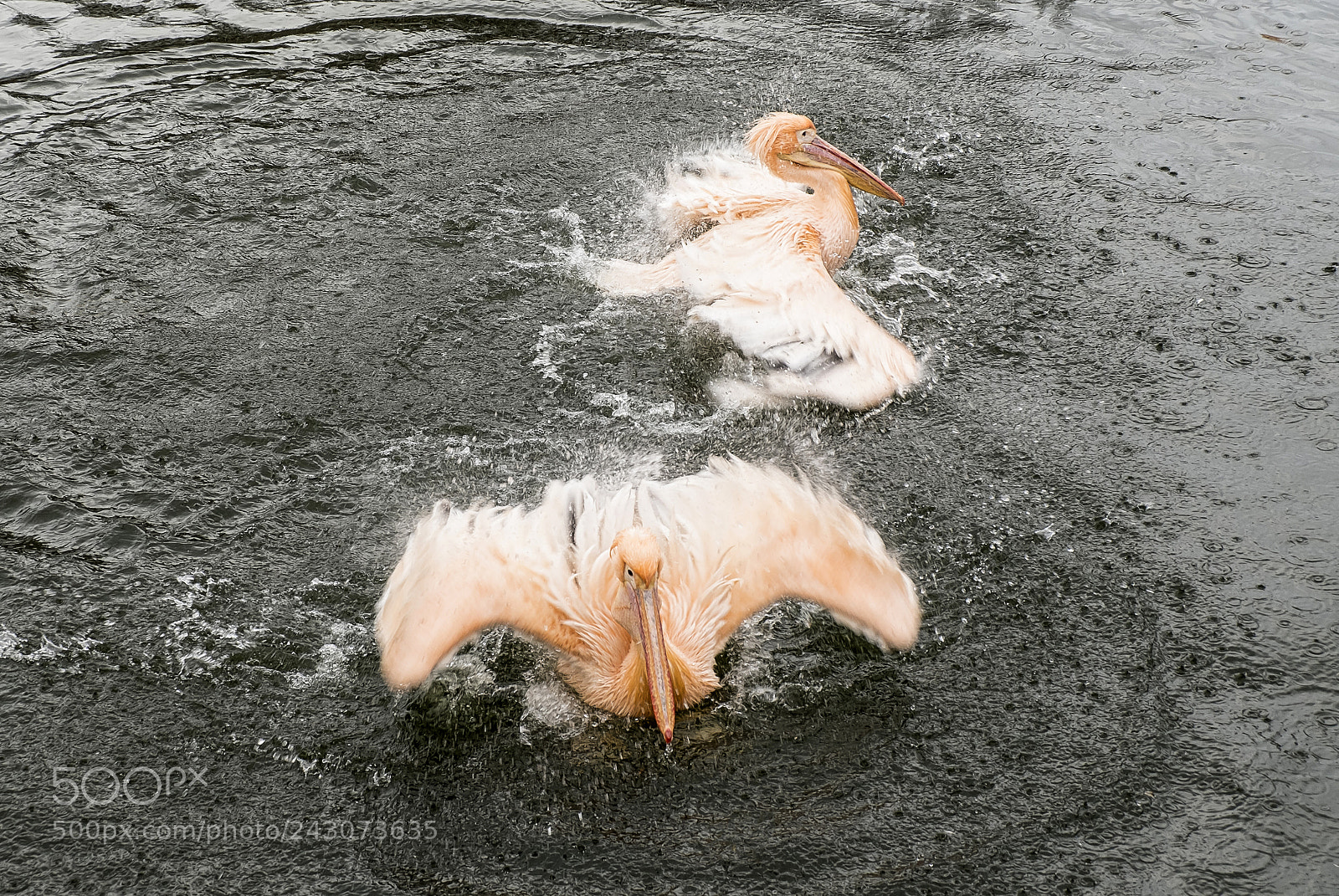 Fujifilm X-E1 sample photo. Pelican photography