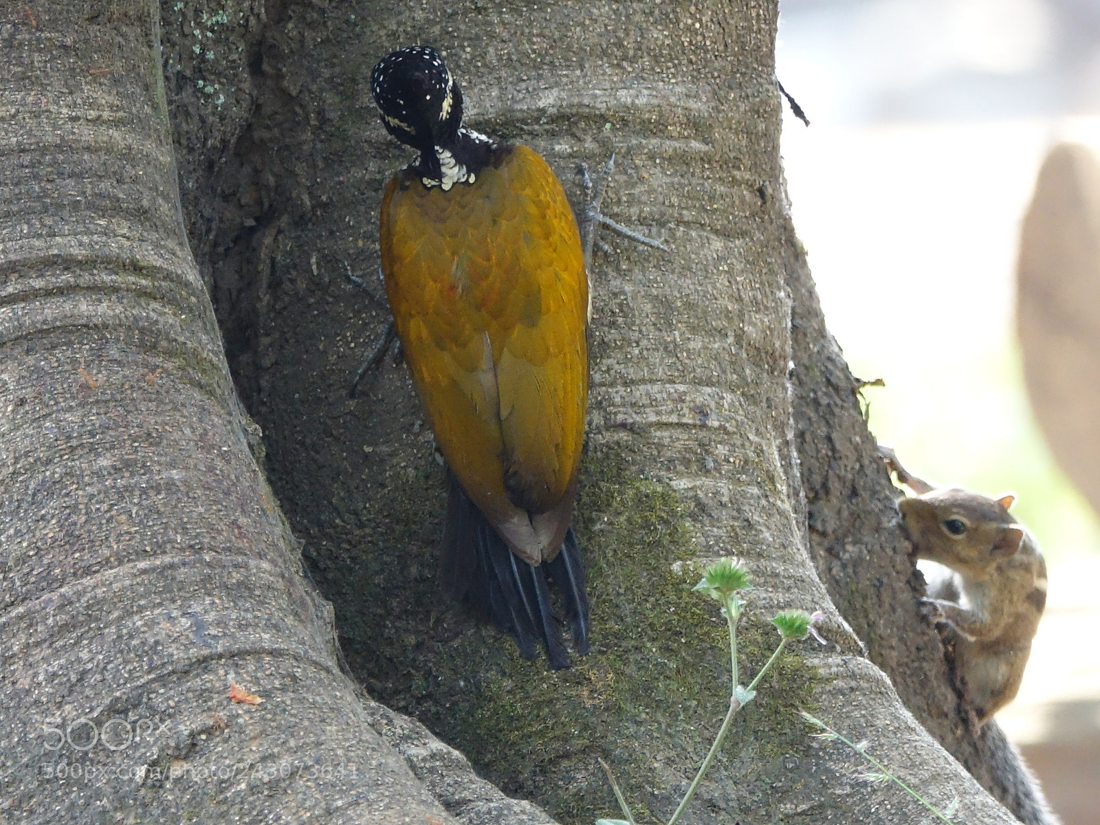 Sony Cyber-shot DSC-RX10 III sample photo. Greater flameback woodpecker photography