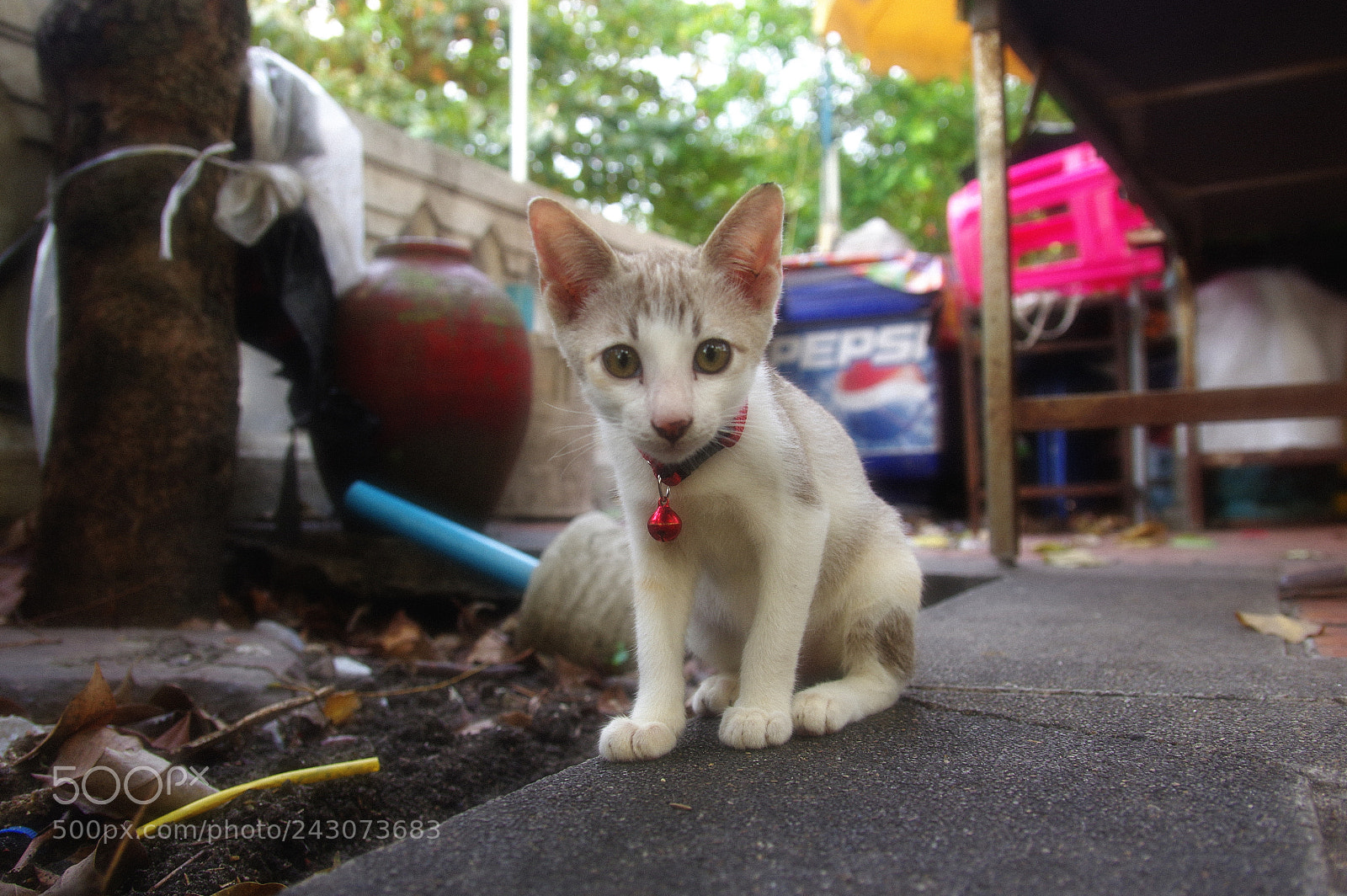 Pentax K-3 sample photo. Street cats photography