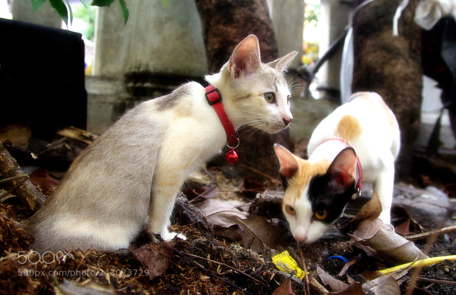 Pentax K-3 sample photo. Street cats photography
