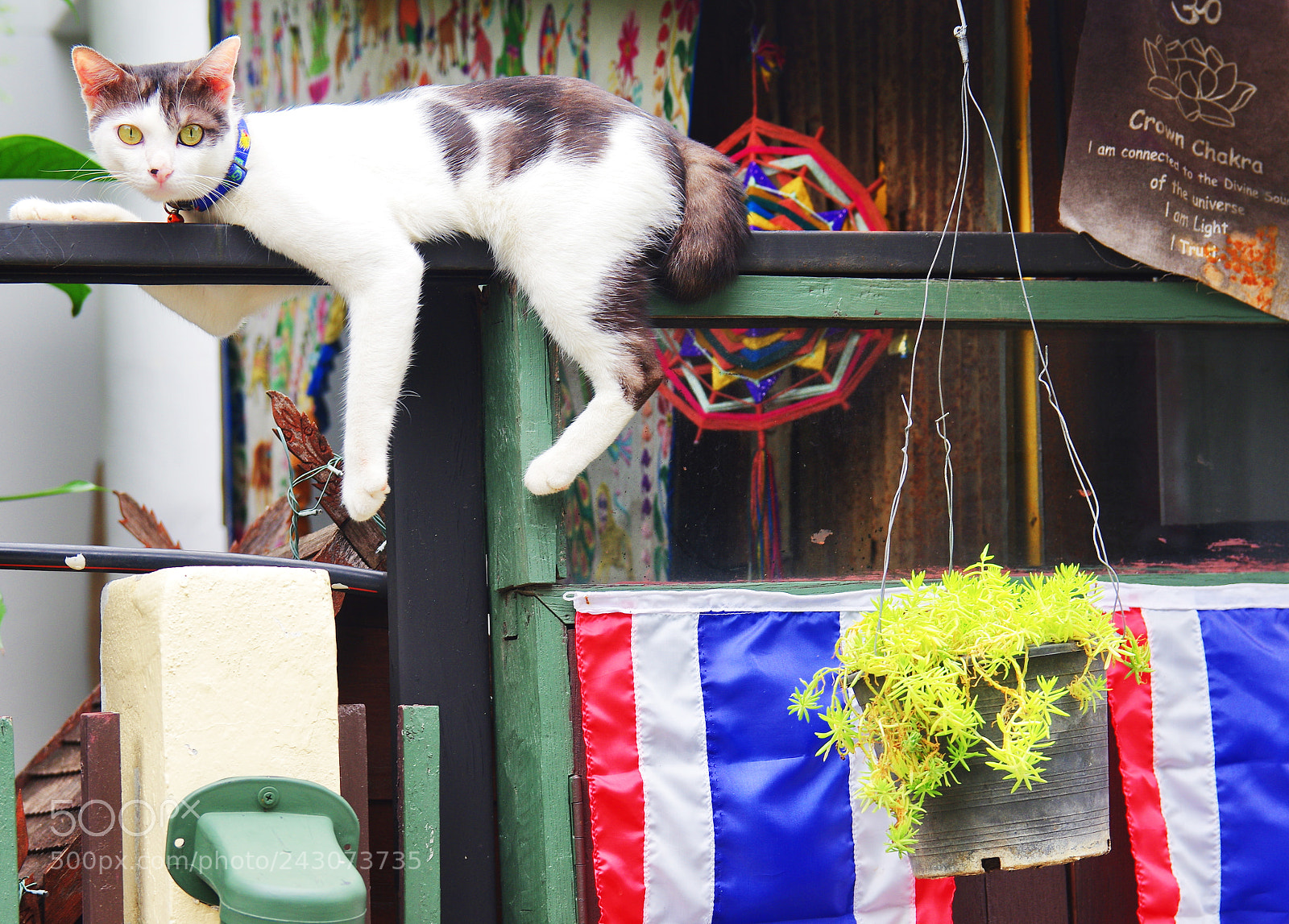 Pentax K-3 sample photo. Street cats photography