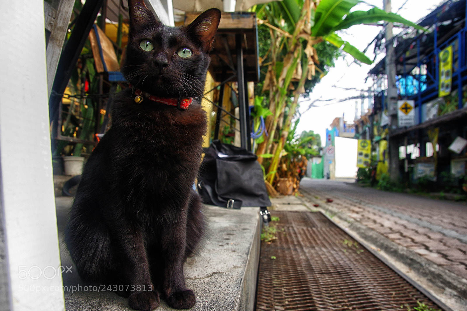 Pentax K-3 sample photo. Street cats photography