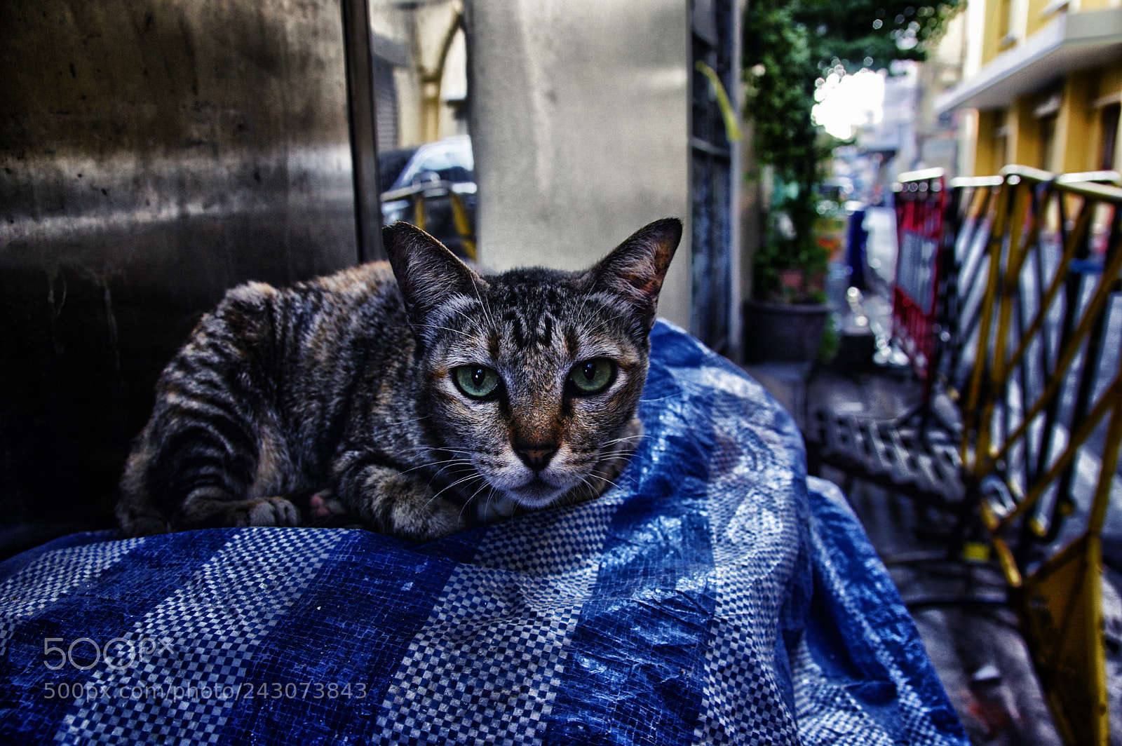 Pentax K-3 sample photo. Street cats photography