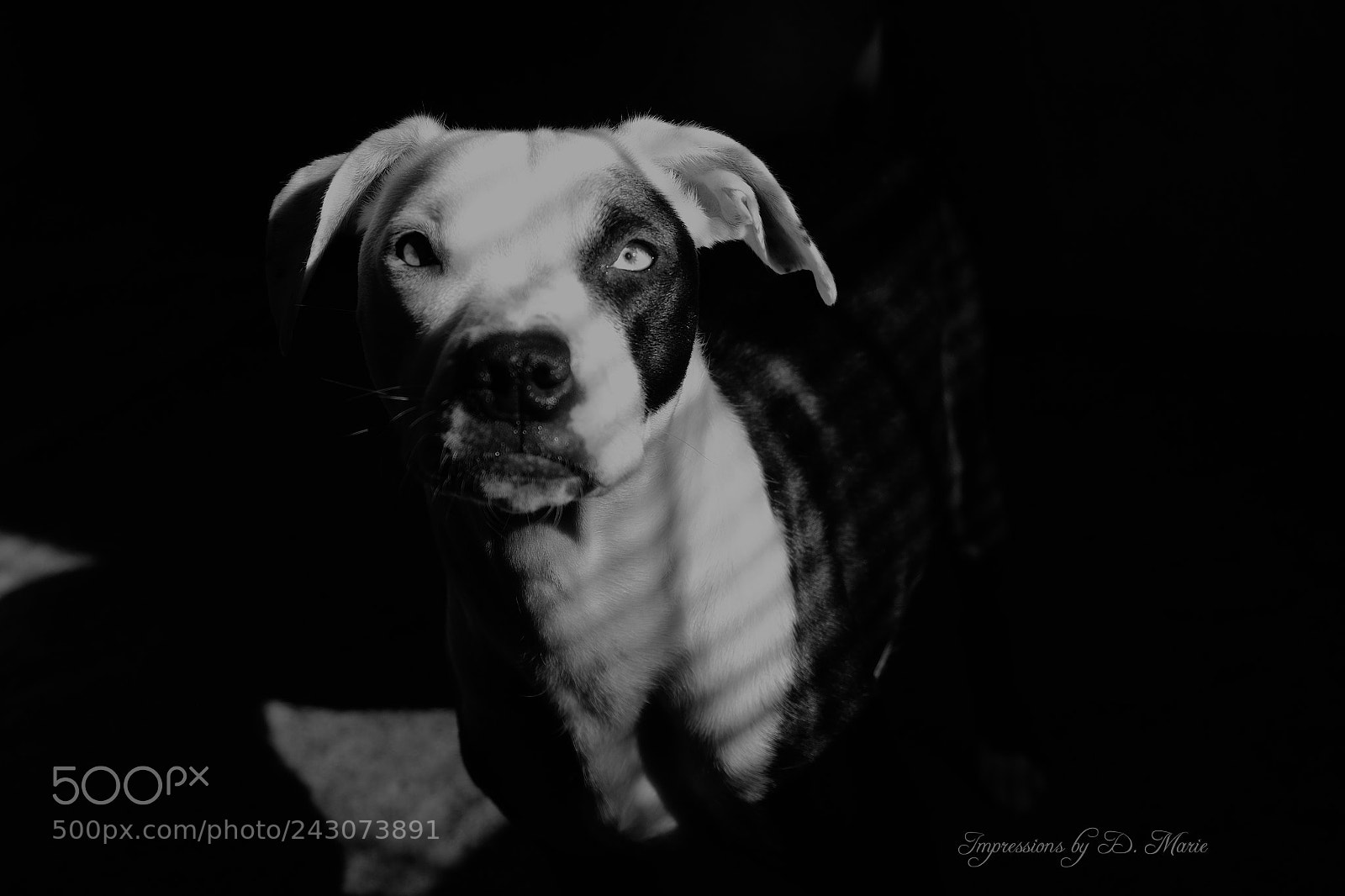 Fujifilm X-T10 sample photo. Freyja photography