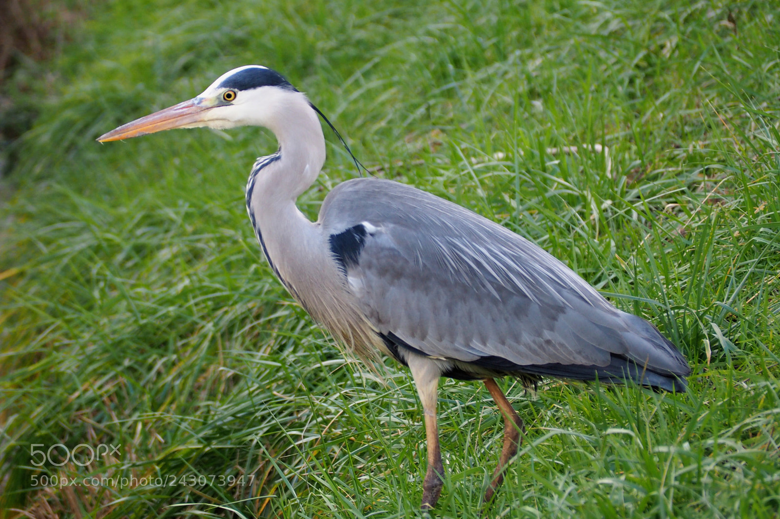 Olympus OM-D E-M10 II sample photo. Heron photography